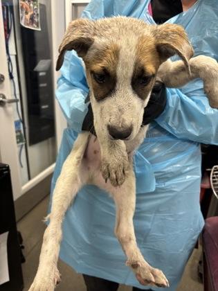 Kernel Sanders, Adoptable, Puppy Male Mixed Breed & Mixed Breed.