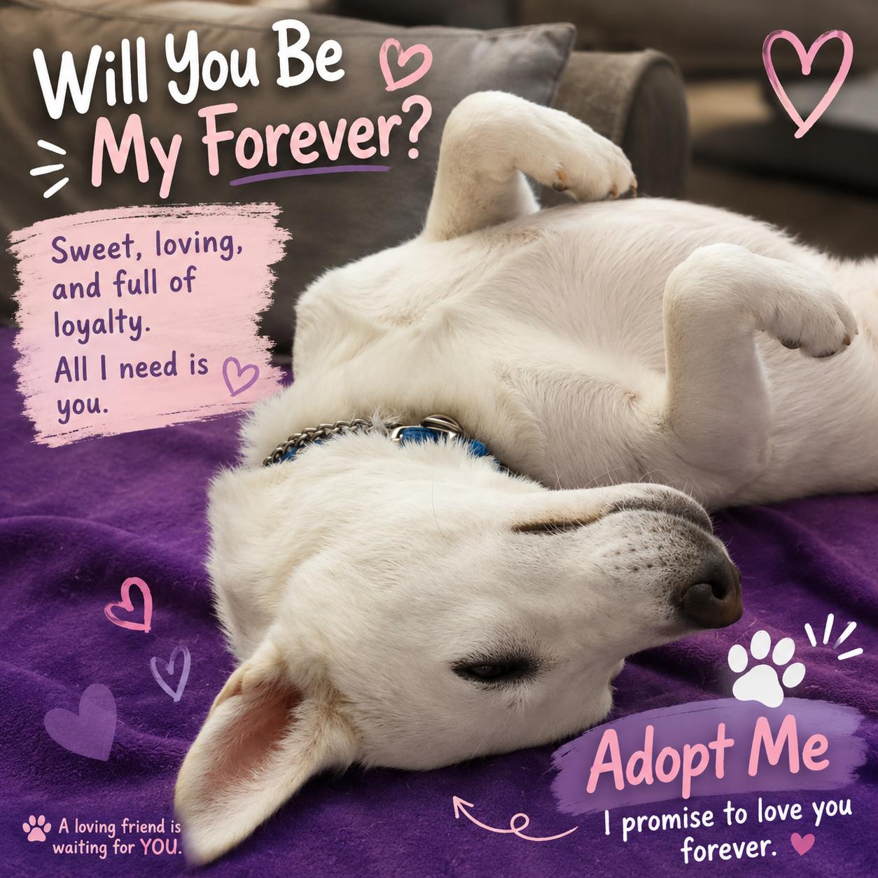 Enlarge Blanquita, a Adoptable mixed breed in Federal Way, WA image 3/4