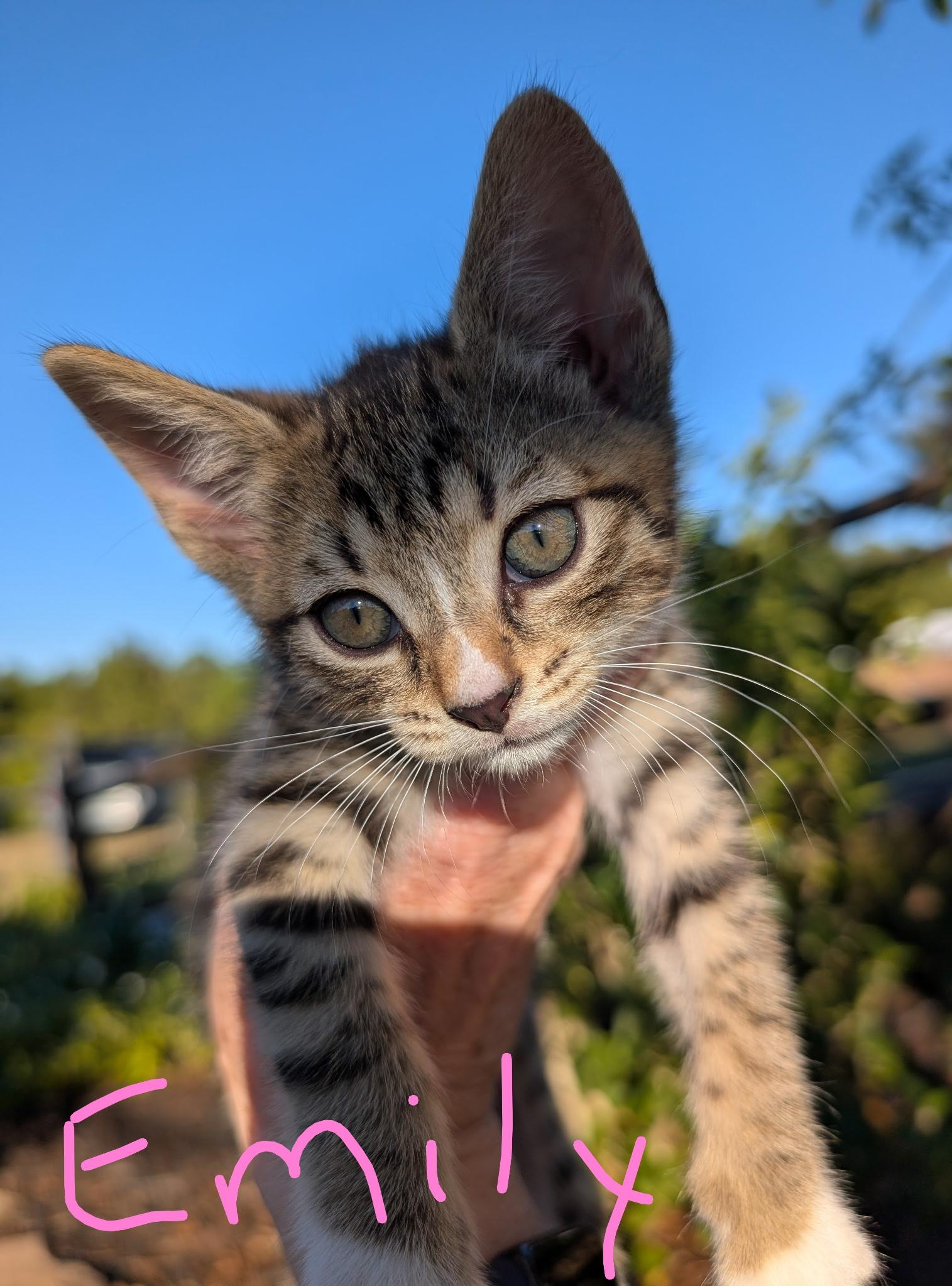 Emily, Adoptable, Kitten Female Domestic Short Hair.
