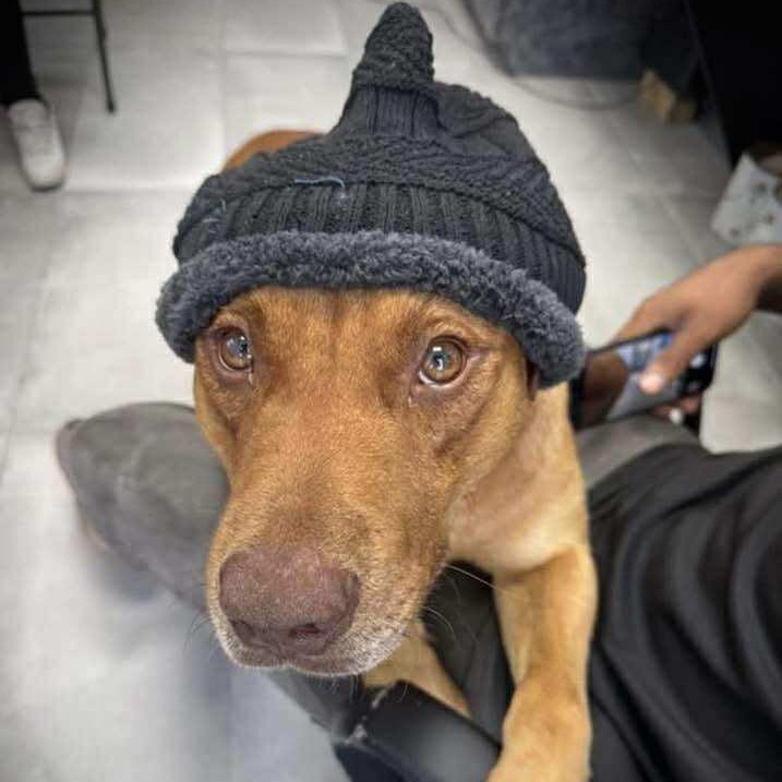 Enlarge CARWASH BUDDY LIVES AT THE CARWASH, a Adoptable mixed breed in Dallas, TX image 4/6