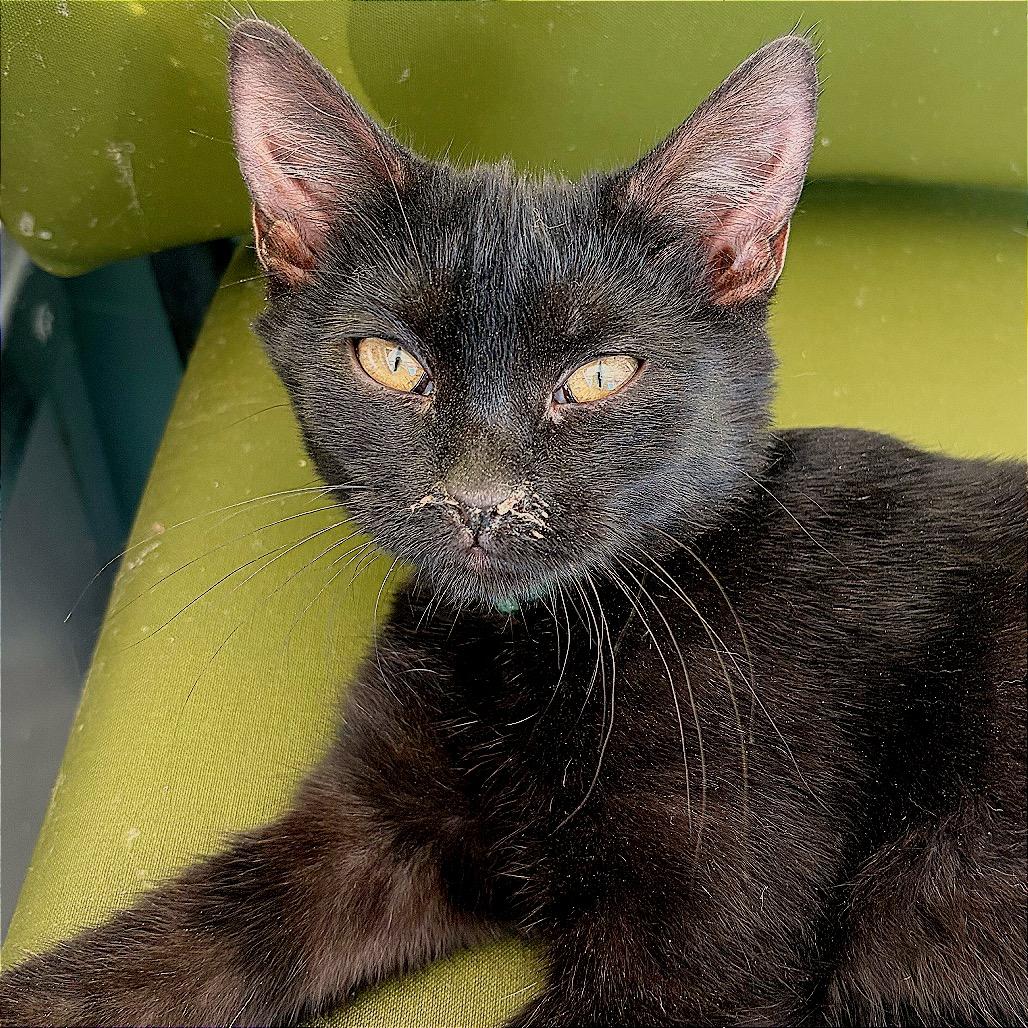 Enlarge Waikiki Beach, a Adoptable Domestic Short Hair in Hannibal, MO image 2/3