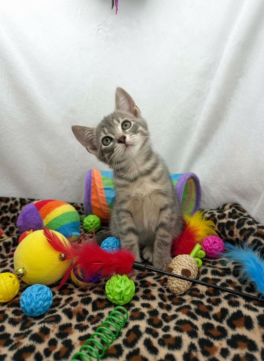 Conner, adopted, Kitten Male Tabby.