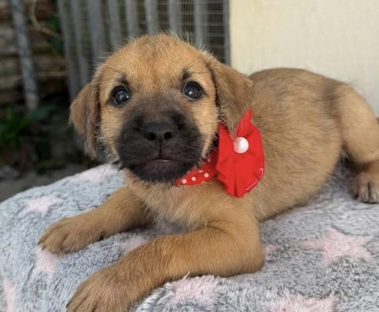 Enlarge Taylor, an adopted mixed breed in Orlando, FL image 1/2