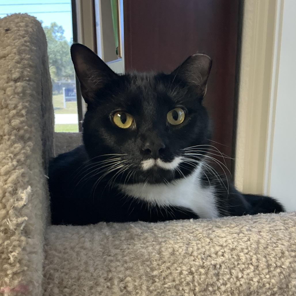 Enlarge Bootsy, a Adoptable Domestic Short Hair in Lakeland, FL image 1/5