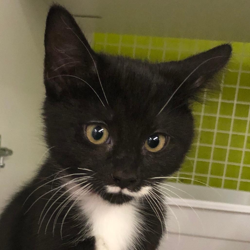 Enlarge Bootsy, a Adoptable Domestic Short Hair in Lakeland, FL image 2/5