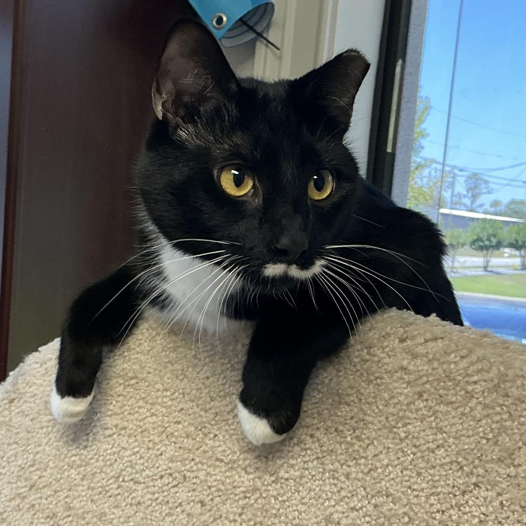 Enlarge Bootsy, a Adoptable Domestic Short Hair in Lakeland, FL image 3/5