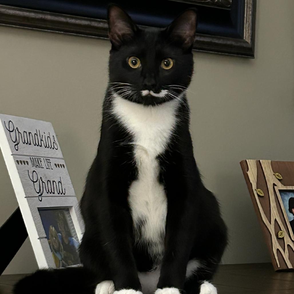 Enlarge Bootsy, a Adoptable Domestic Short Hair in Lakeland, FL image 4/5