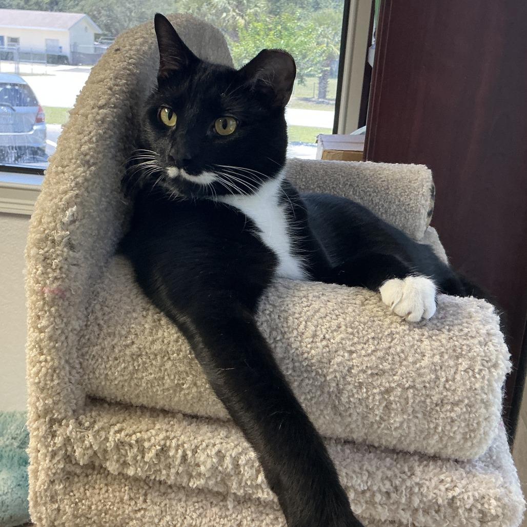 Enlarge Bootsy, a Adoptable Domestic Short Hair in Lakeland, FL image 5/5