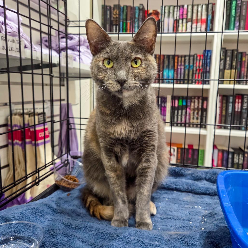 Enlarge Amelia, a Adoptable Domestic Short Hair in San Diego, CA image 2/6