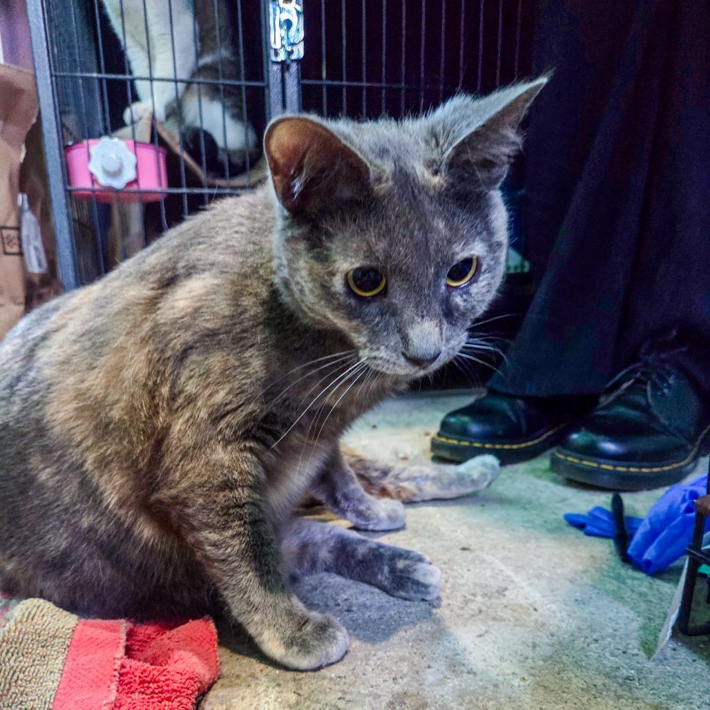 Enlarge Amelia, a Adoptable Domestic Short Hair in San Diego, CA image 2/3