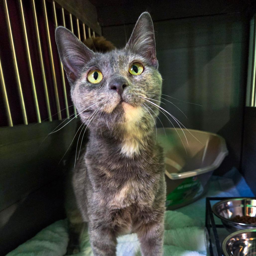 Enlarge Amelia, a Adoptable Domestic Short Hair in San Diego, CA image 3/3