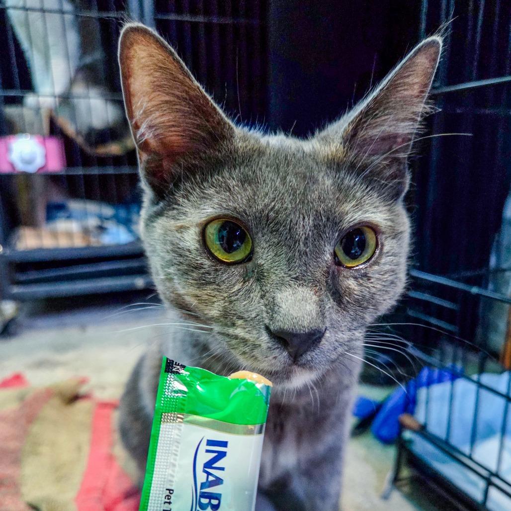 Amelia, Adoptable, Young Female Domestic Short Hair.