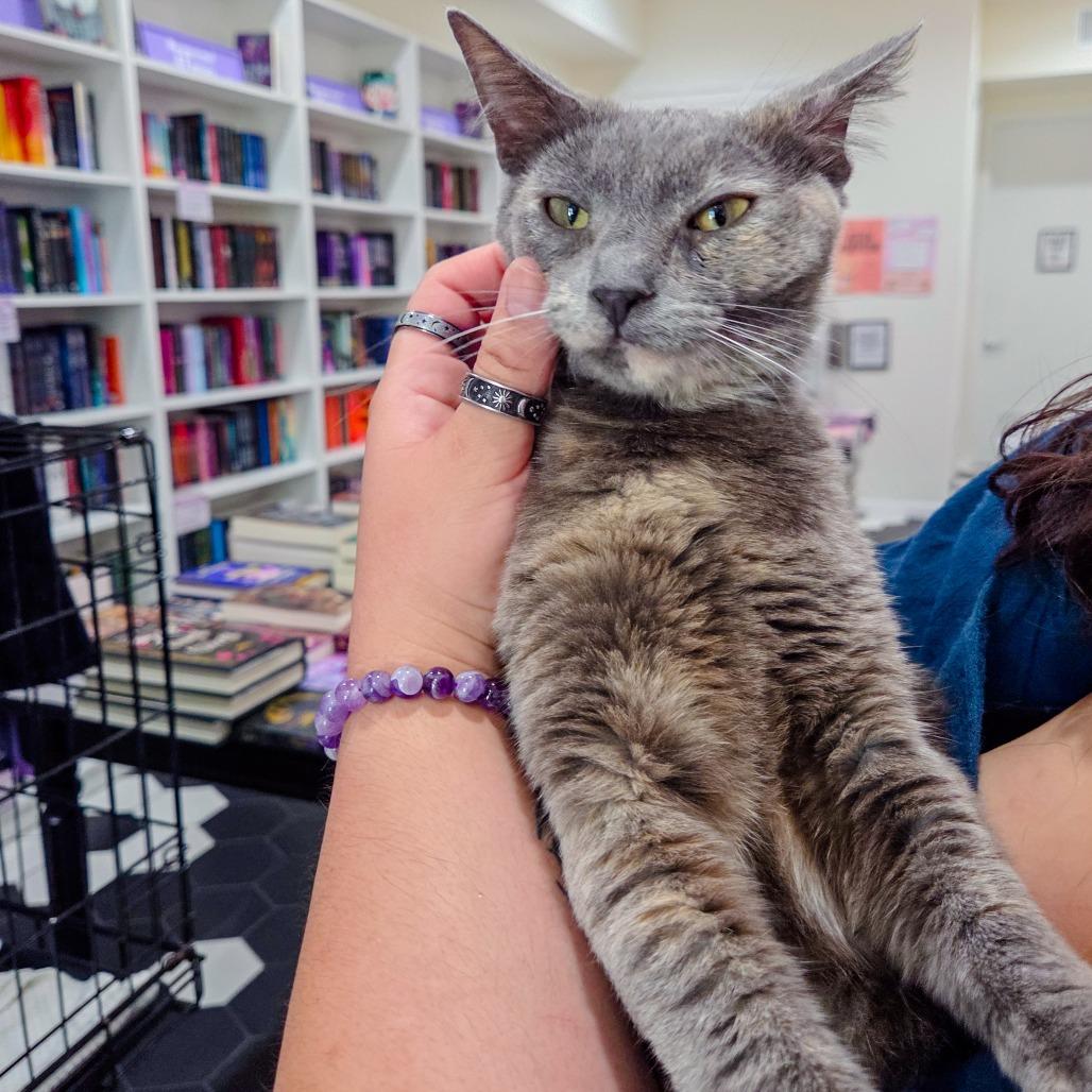 Amelia, a Adoptable Domestic Short Hair in San Diego, CA image 2/4