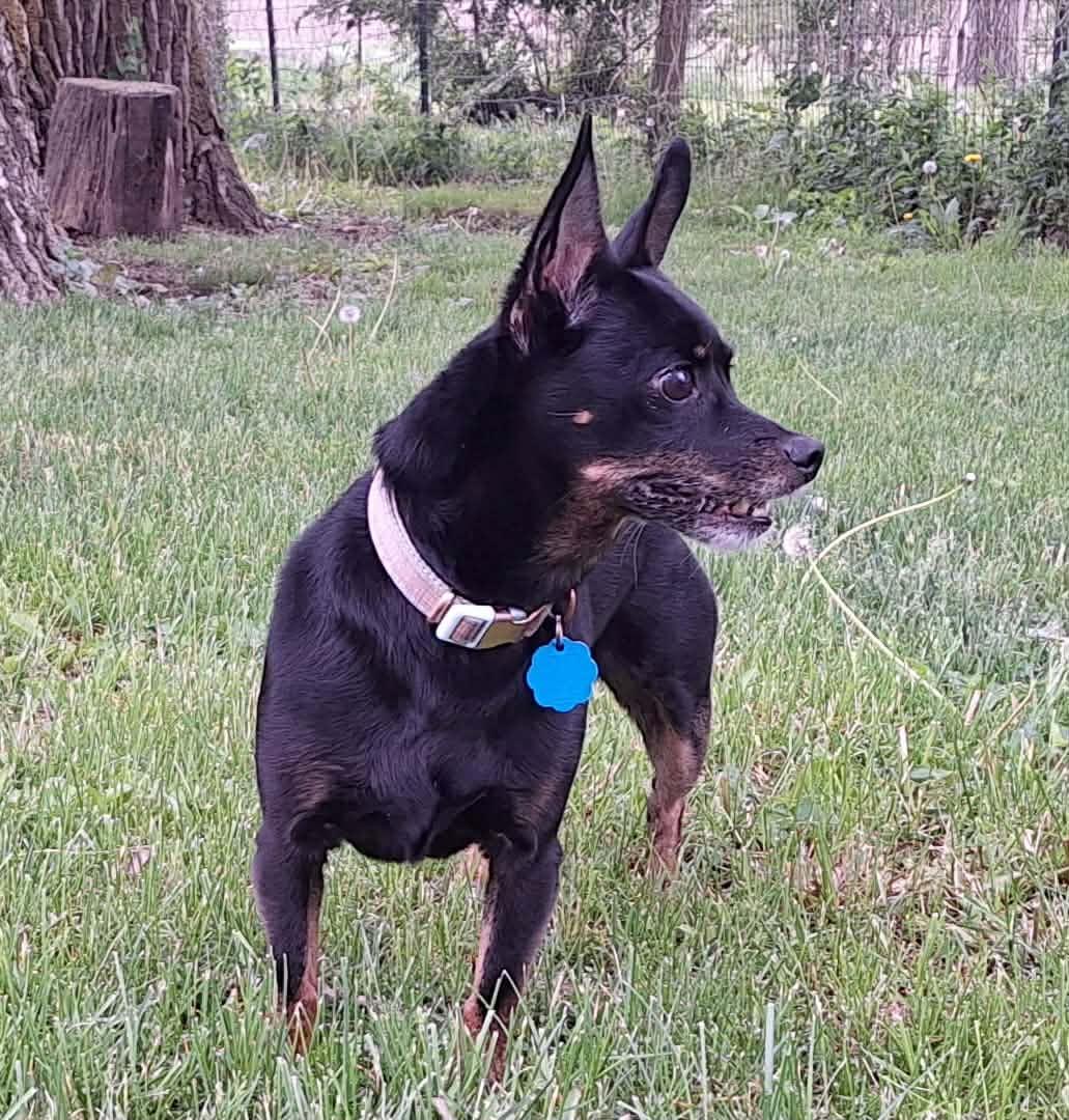 Kiki, a Adoptable Miniature Pinscher in Waterloo, IA image 1/2