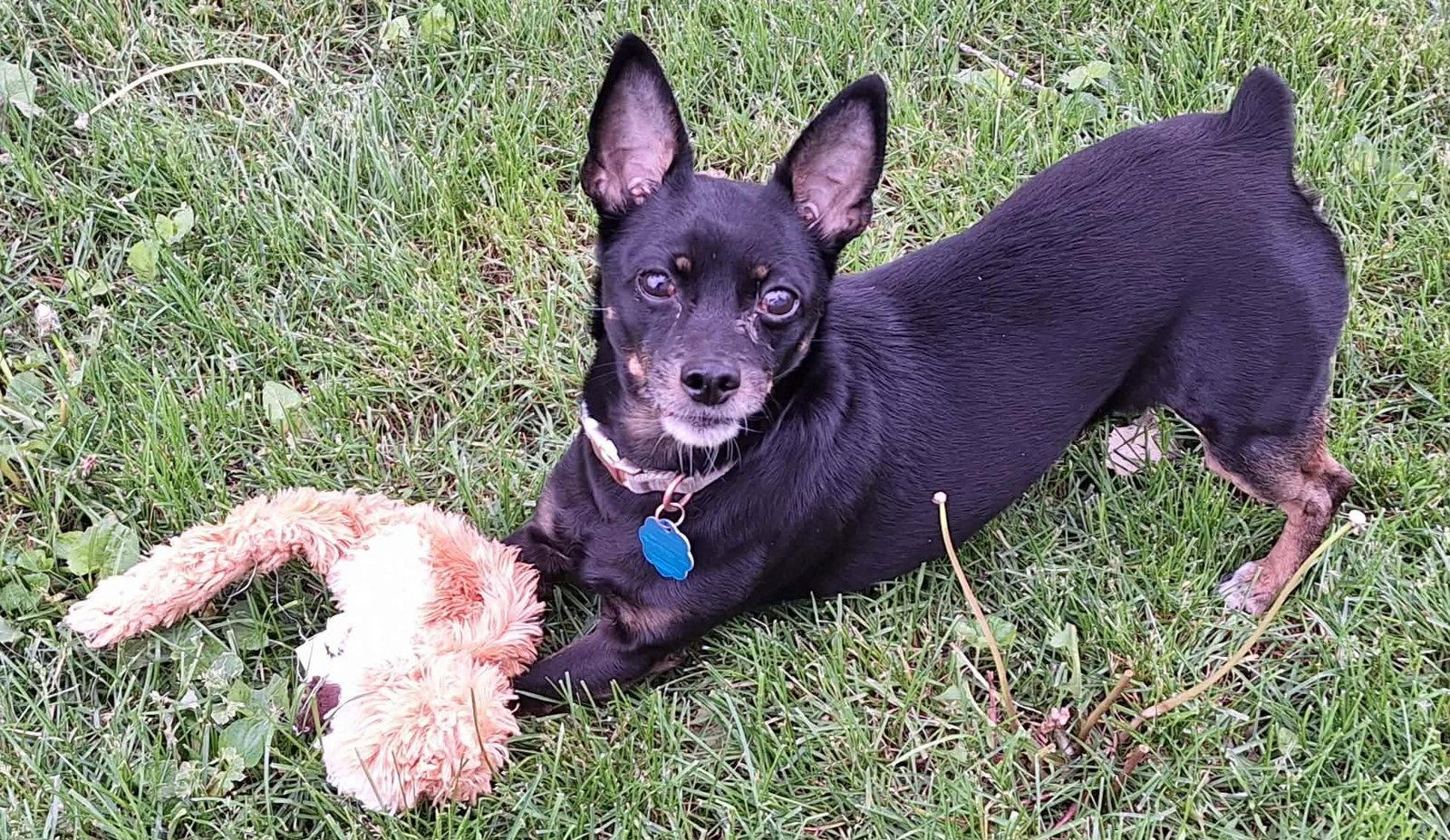 Kiki, a Adoptable Miniature Pinscher in Waterloo, IA image 2/2