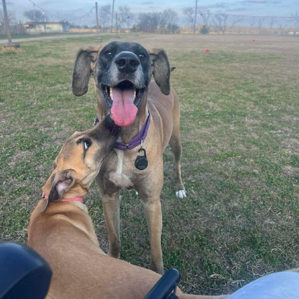 Enlarge Katie, an adoptable Great Dane in Bullard, TX image 3/6