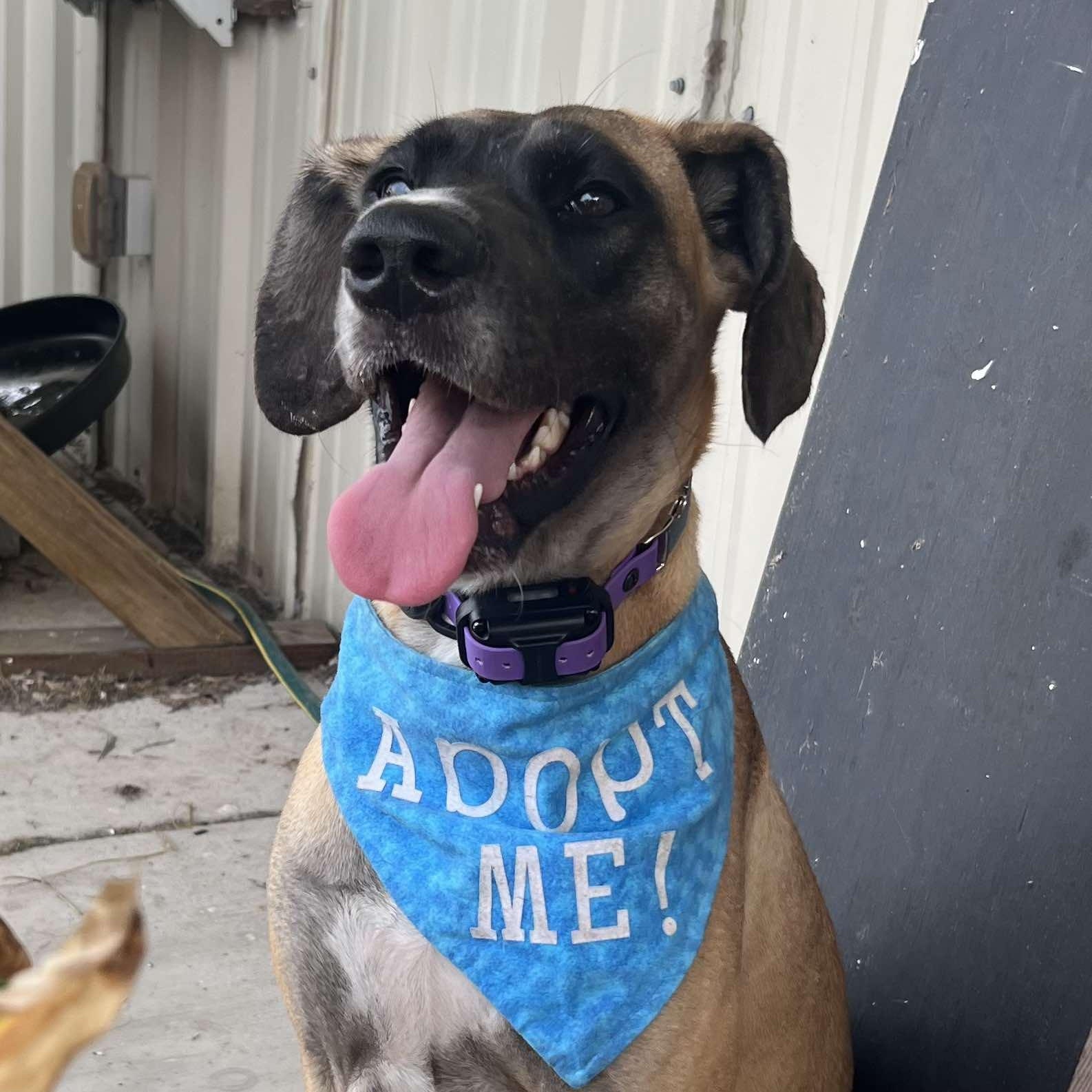 Enlarge Katie, an adoptable Great Dane in Bullard, TX image 1/6