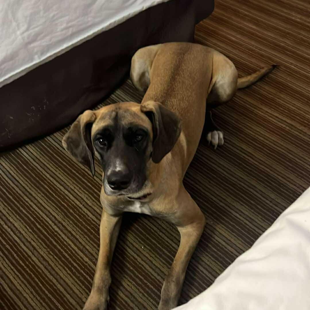 Enlarge Katie, an adoptable Great Dane in Bullard, TX image 5/6