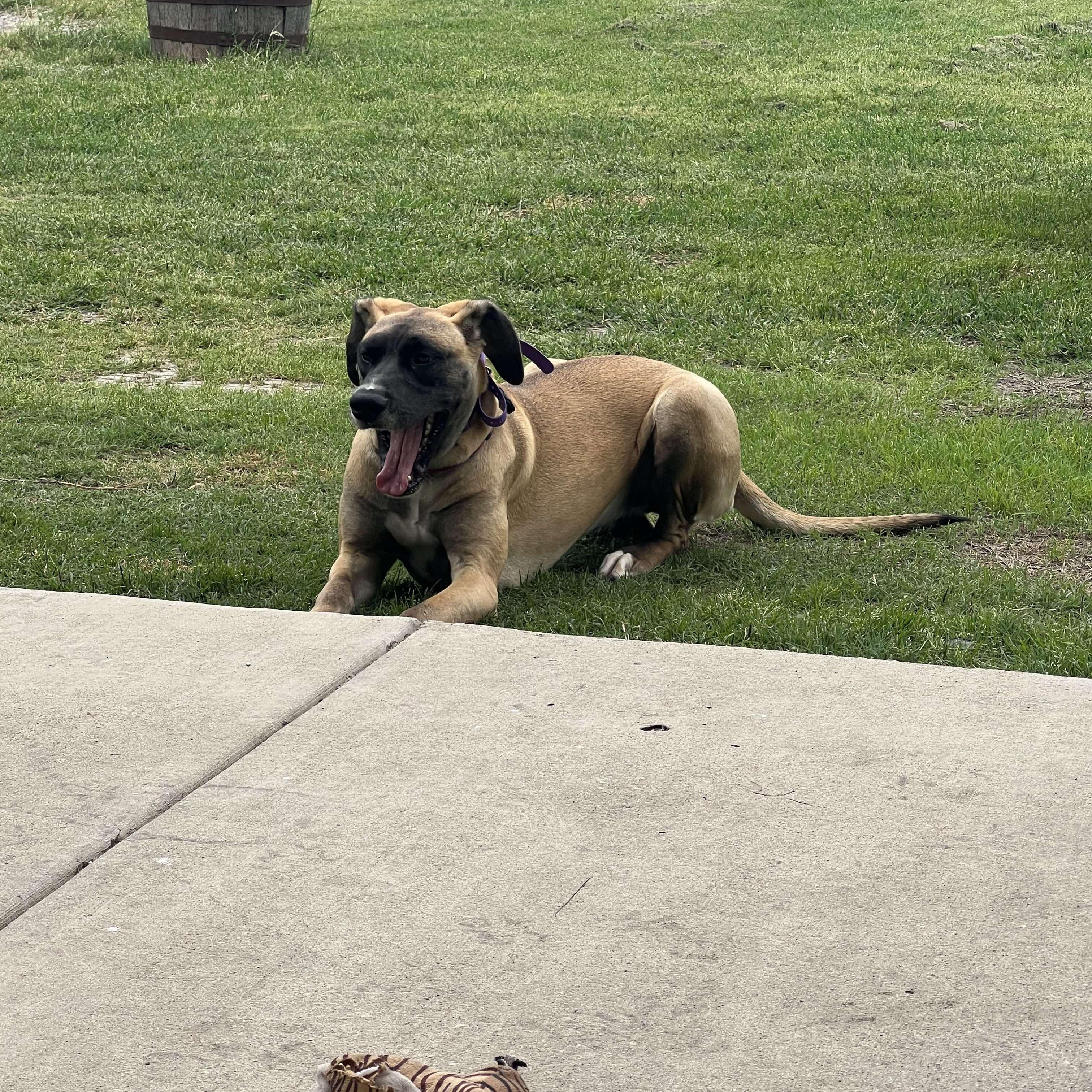 Enlarge Katie, an adoptable Great Dane in Bullard, TX image 6/6