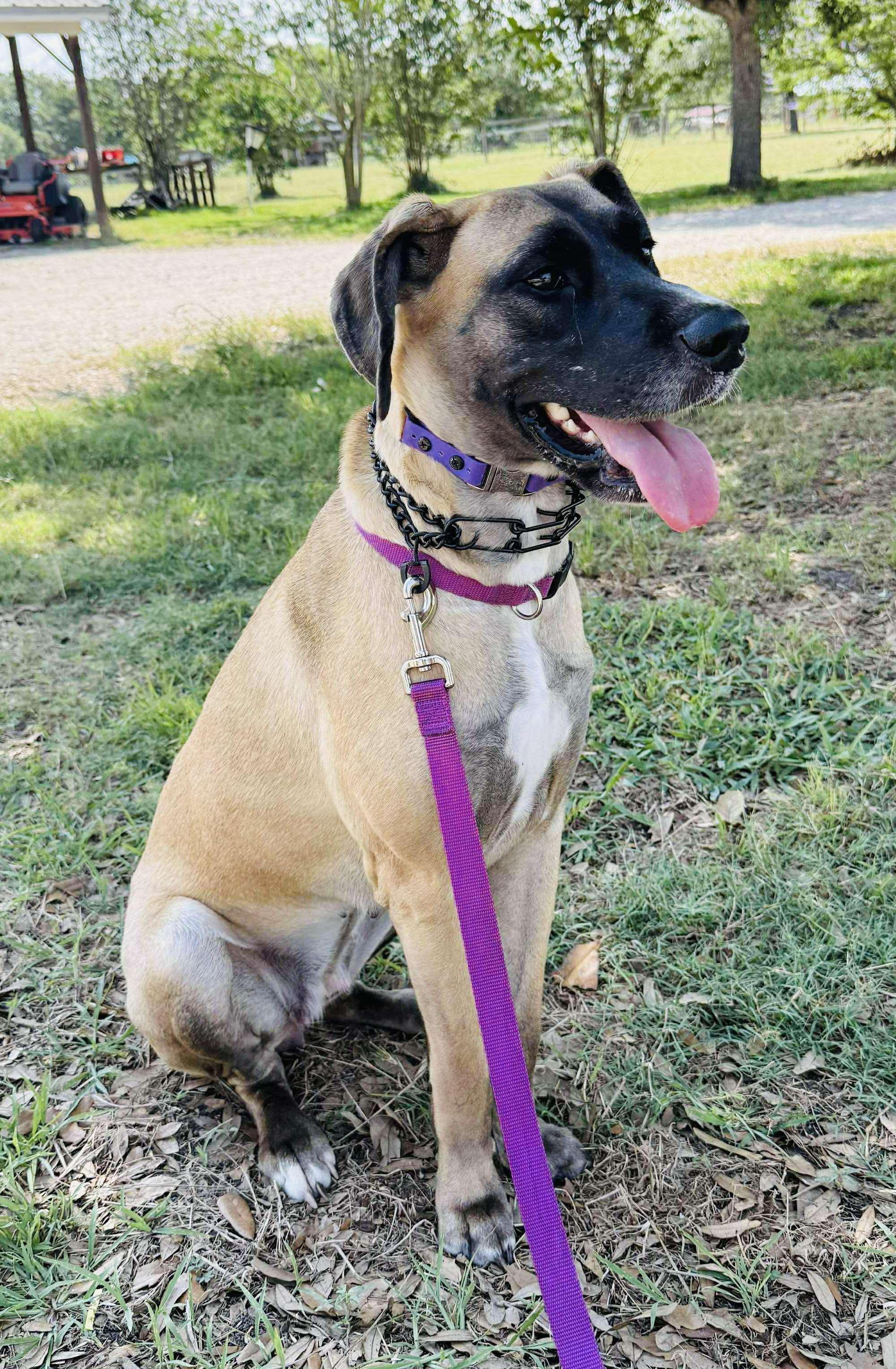 Katie, Young Female Great Dane