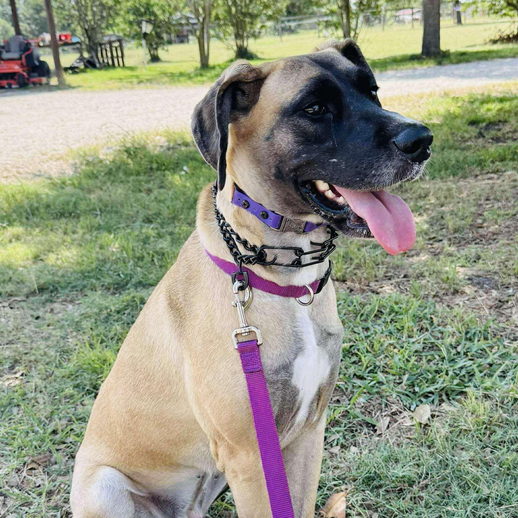 Enlarge Katie, an adoptable Great Dane in Bullard, TX image 2/6