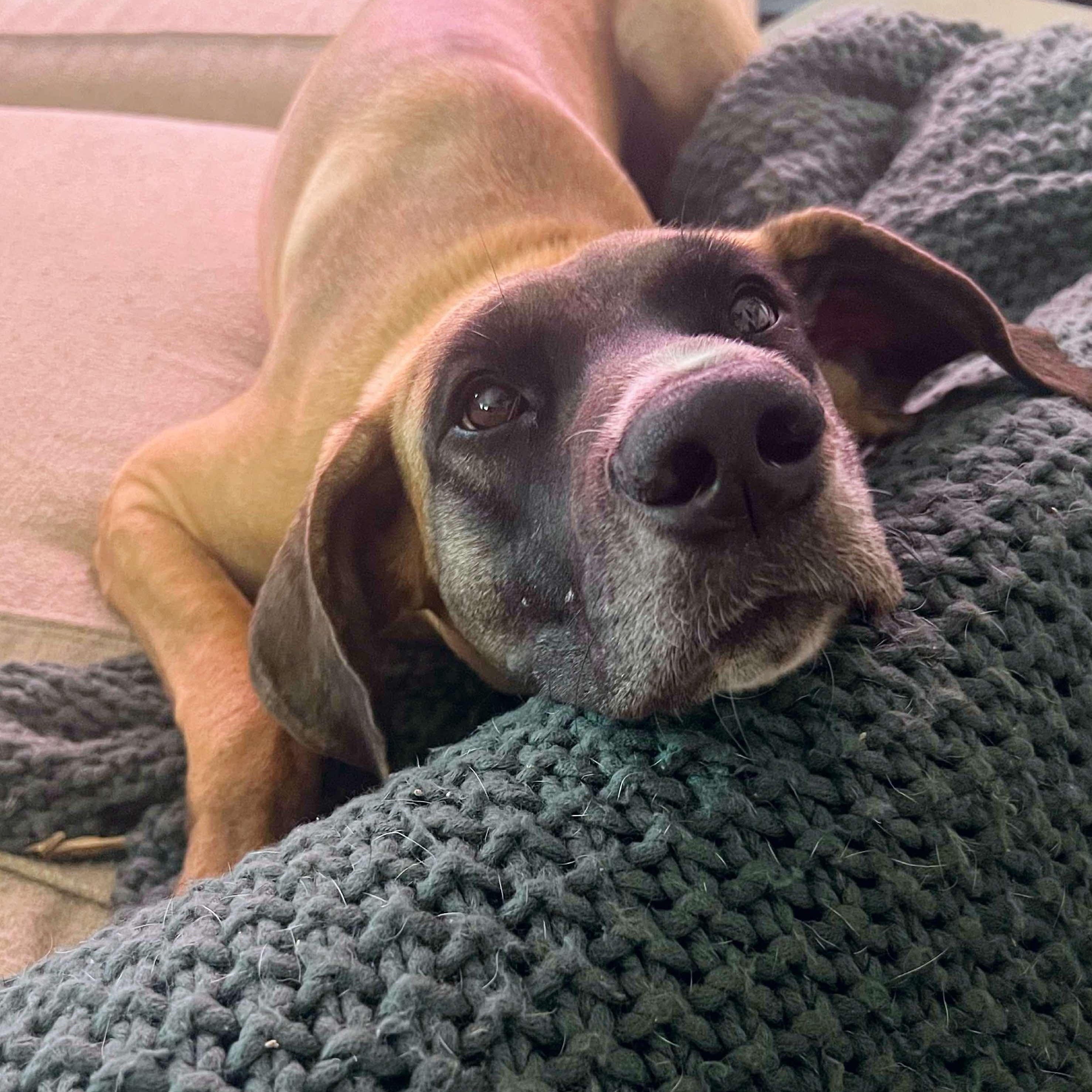 Enlarge Katie, an adoptable Great Dane in Bullard, TX image 4/6