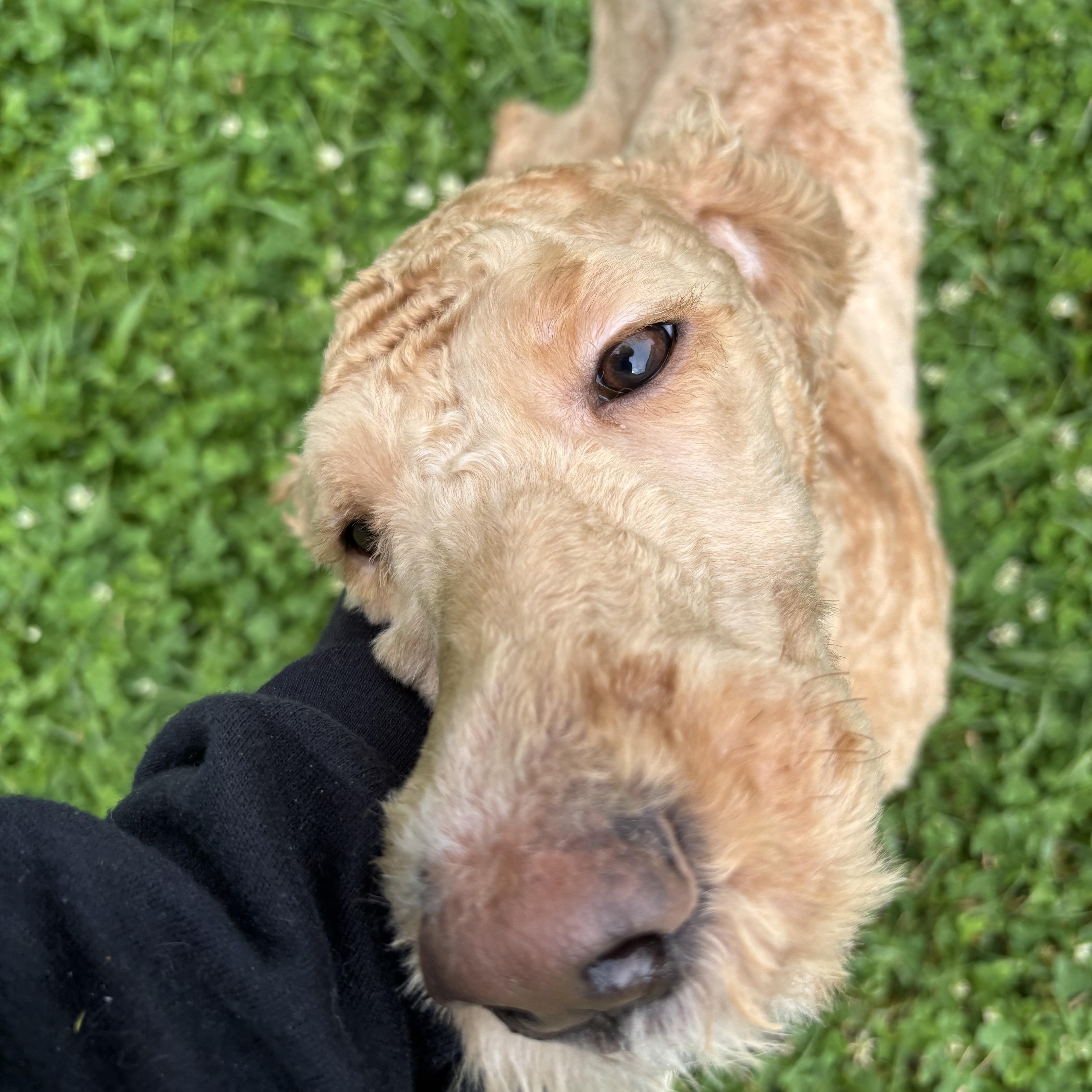 Curly Joe, adopted, Young Male Poodle.