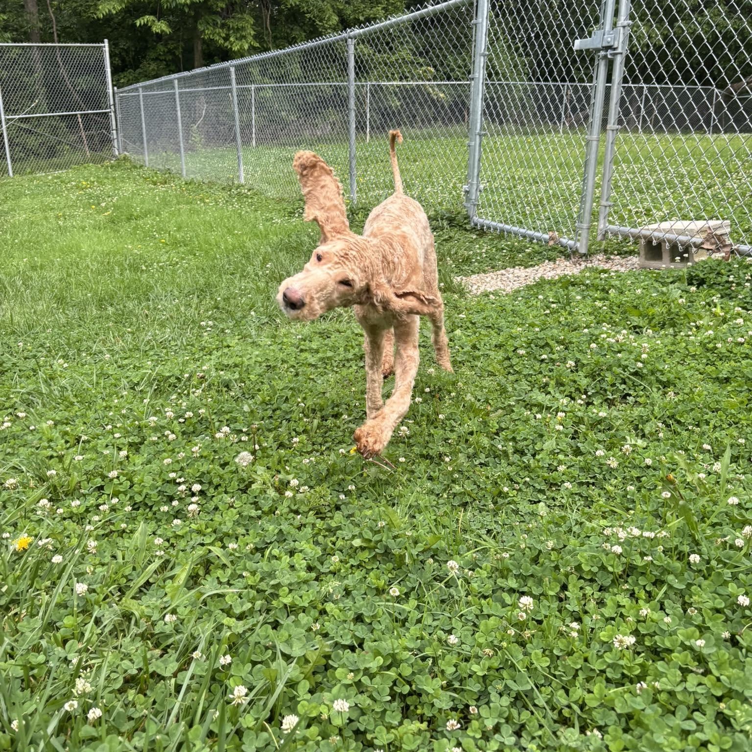 Curly Joe, an adopted mixed breed in Circleville, OH image 3/4