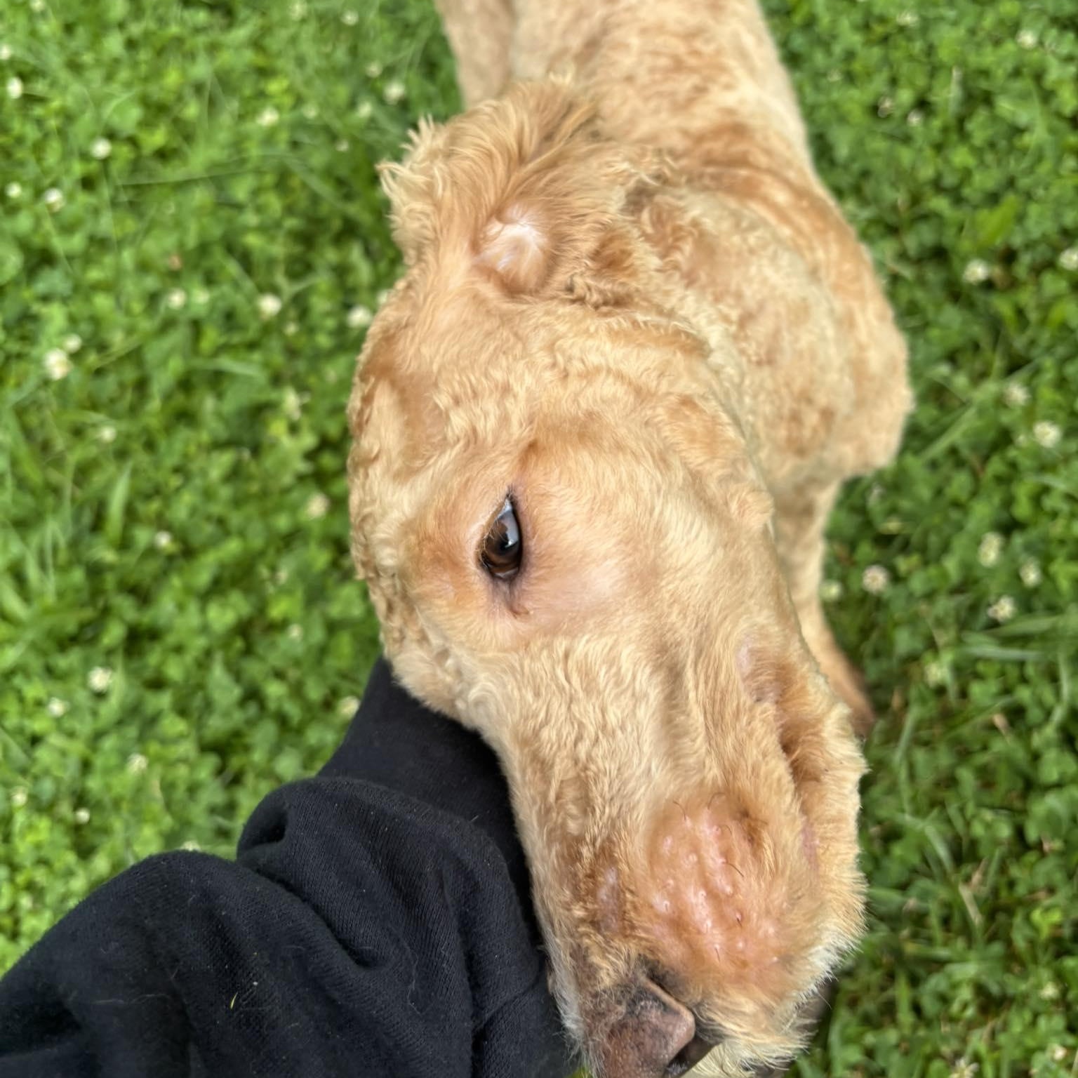 Curly Joe, an adopted mixed breed in Circleville, OH image 2/4