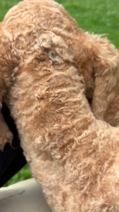 Enlarge Curly Joe, an adopted mixed breed in Circleville, OH video 4/4