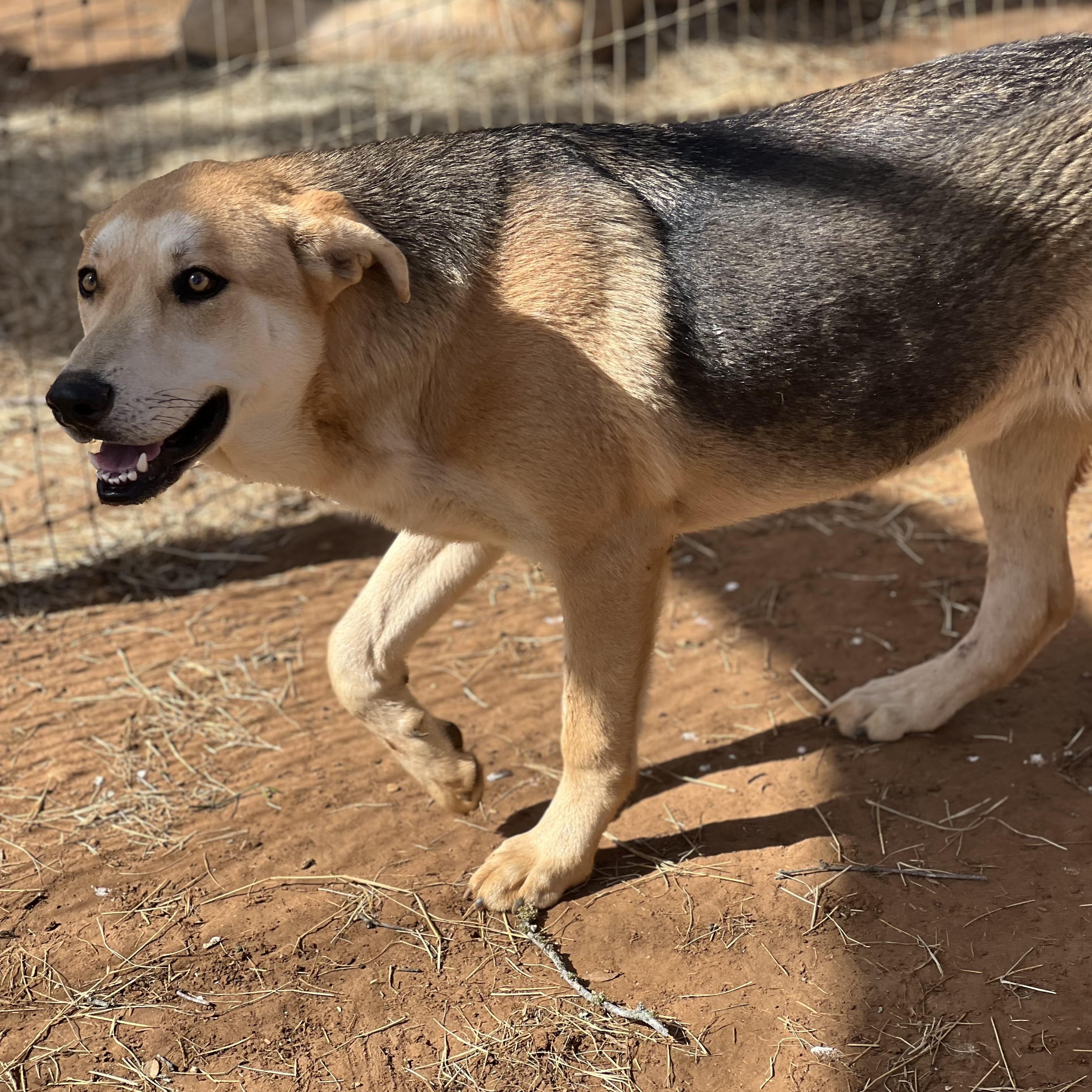 Enlarge Spanky, a Adoptable mixed breed in Seguin, TX image 2/5