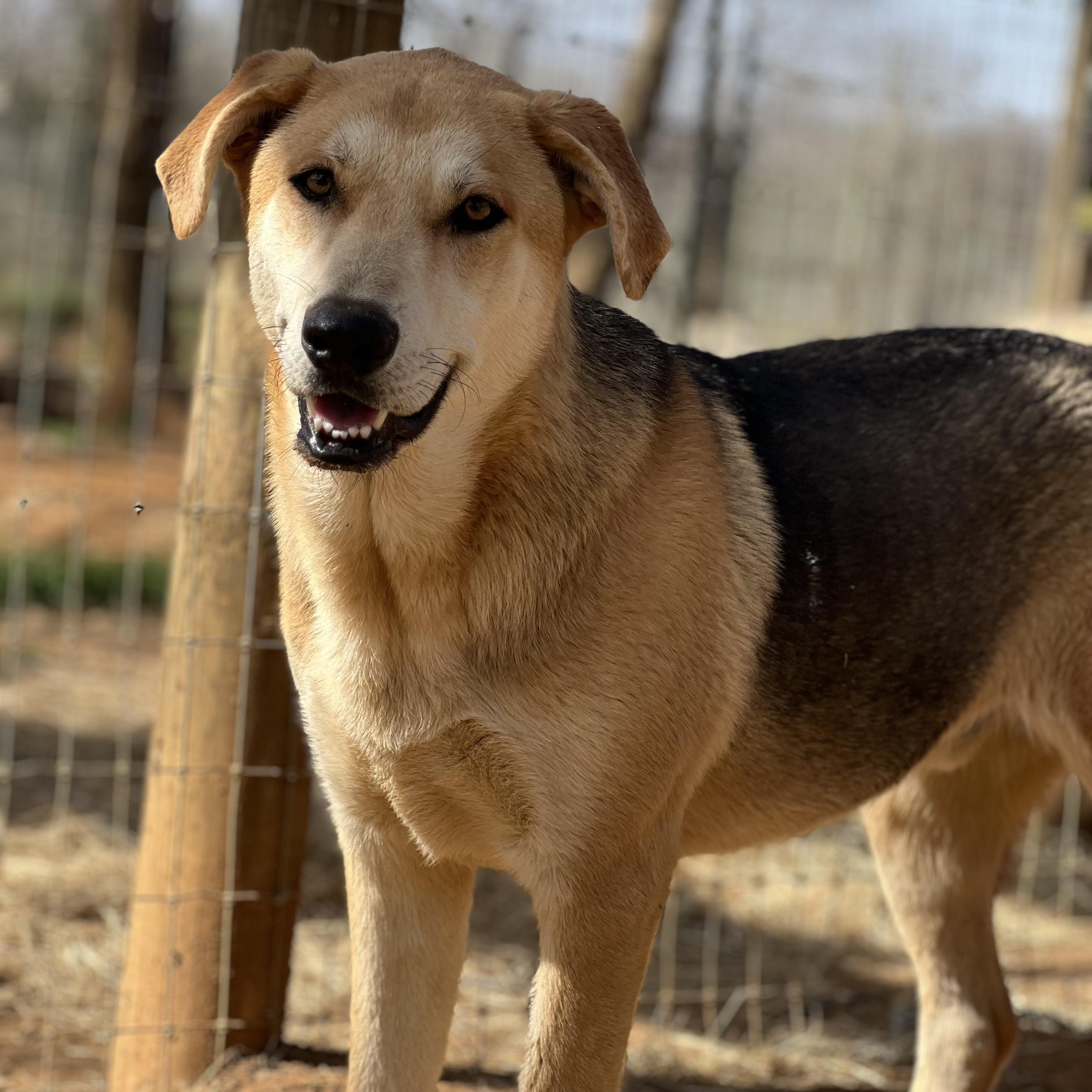 Spanky, Adoptable, Adult Male Labrador Retriever.