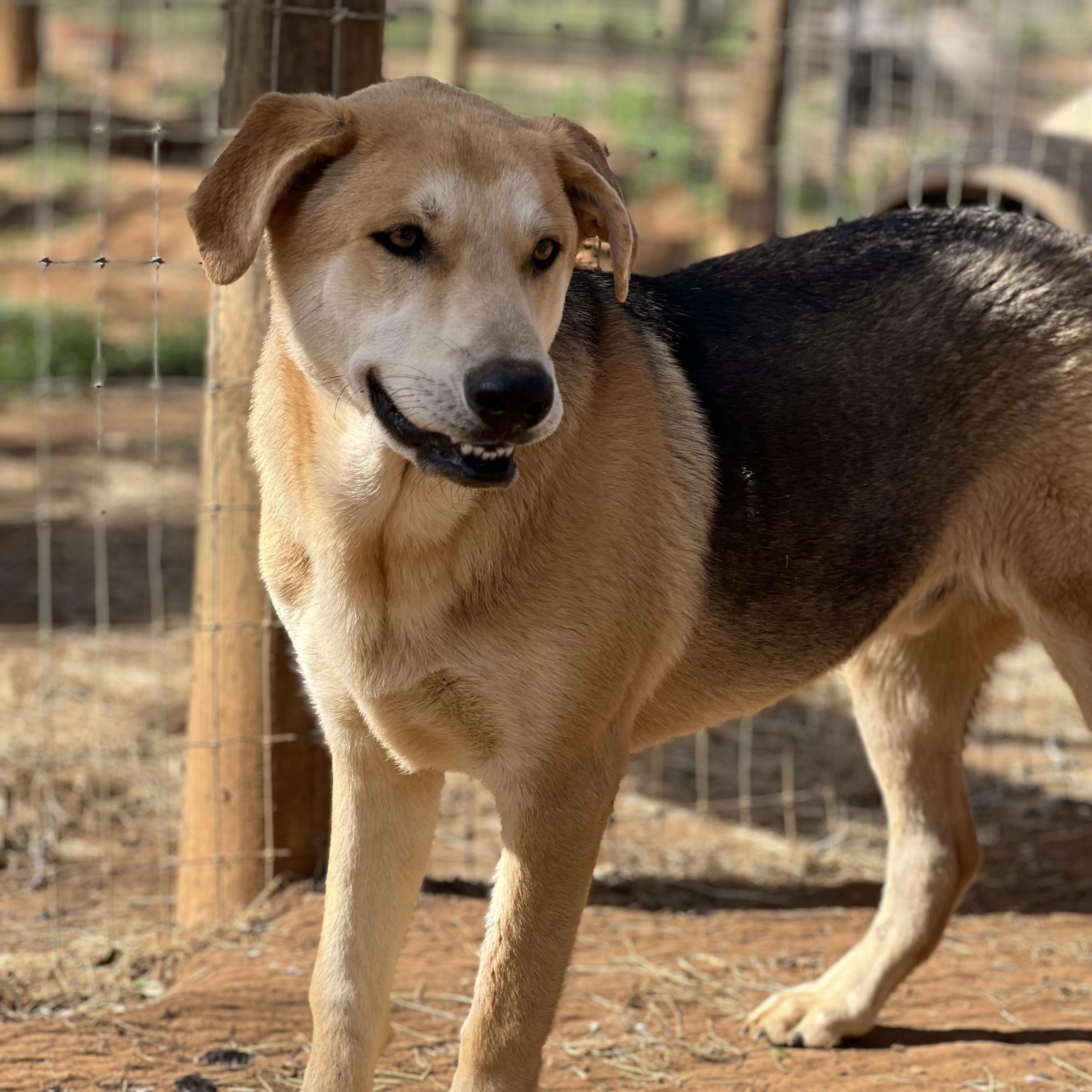 Enlarge Spanky, a Adoptable mixed breed in Seguin, TX image 3/5
