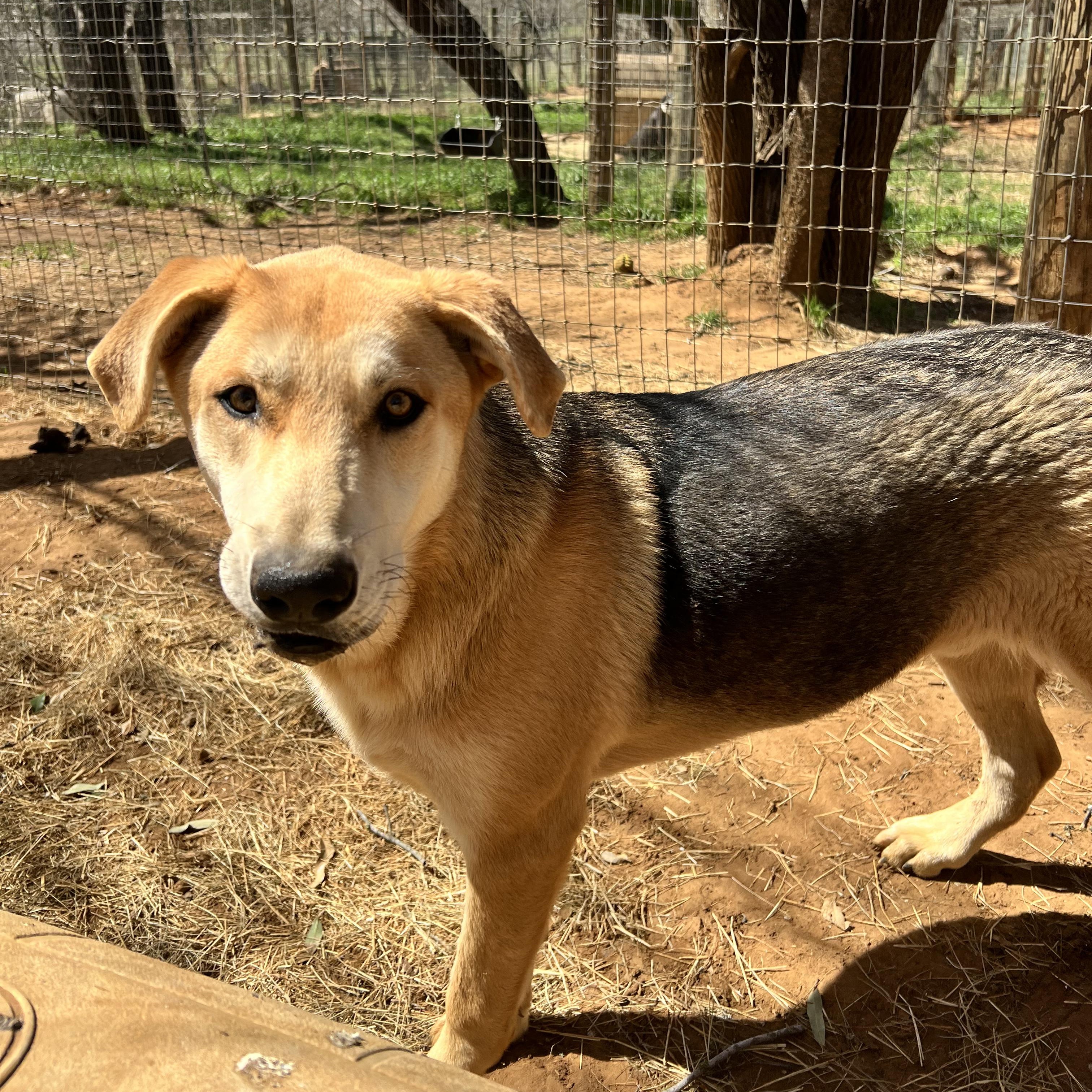 Enlarge Spanky, a Adoptable mixed breed in Seguin, TX image 4/5