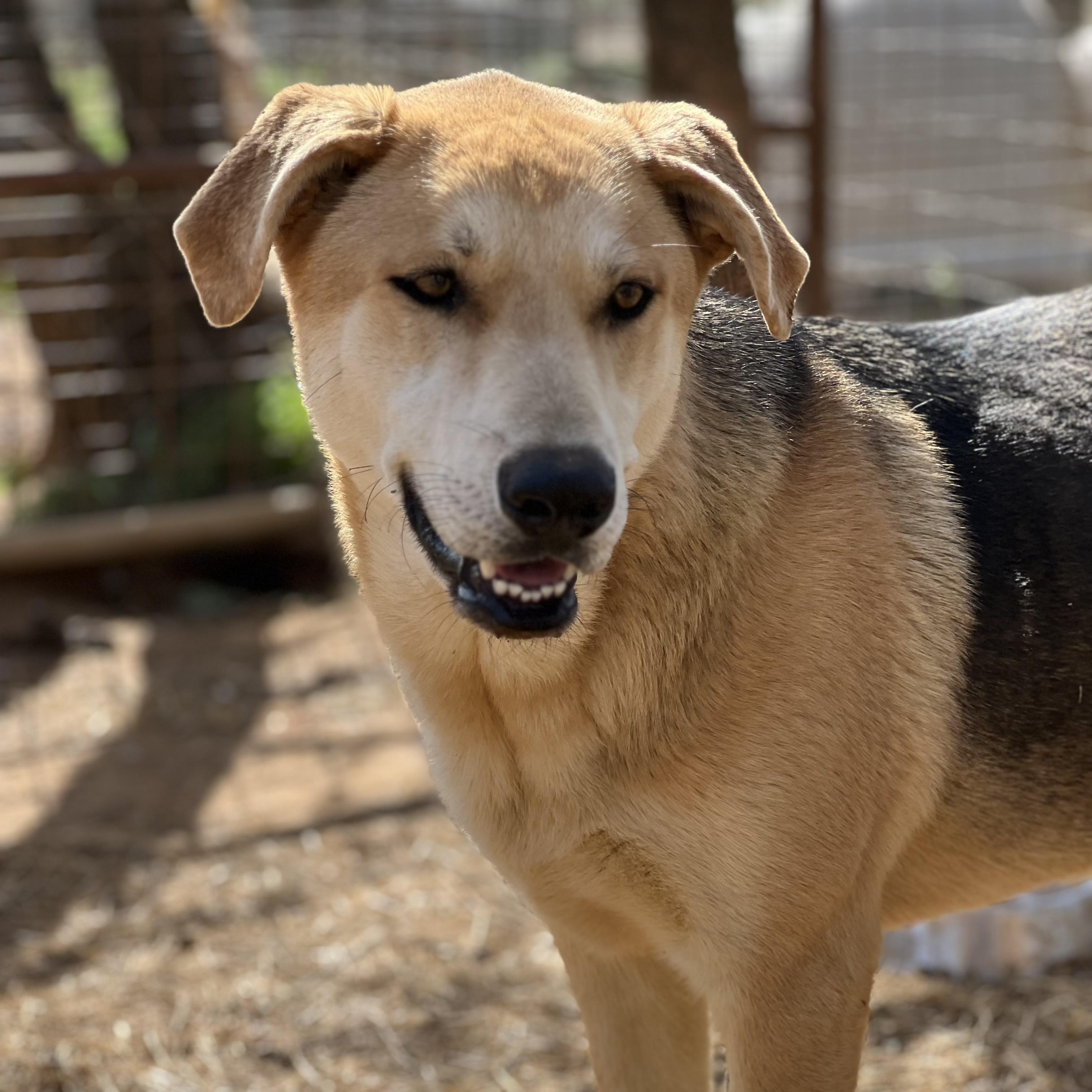 Enlarge Spanky, a Adoptable mixed breed in Seguin, TX image 5/5