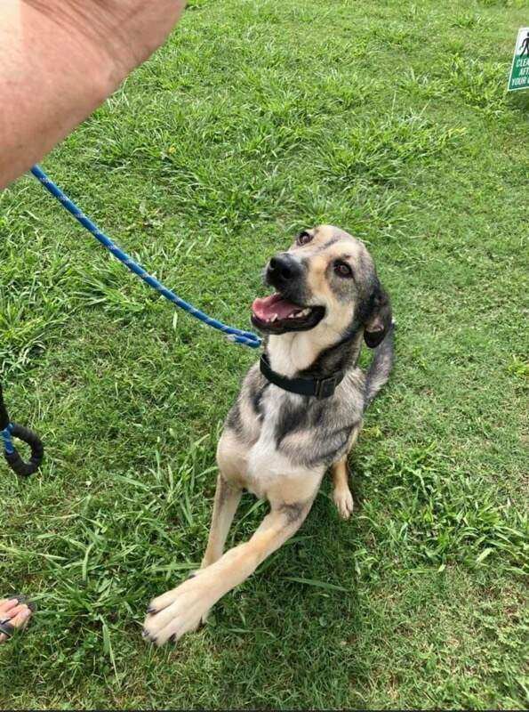 Isabella, Adoptable, Young Female Rhodesian Ridgeback & Husky.