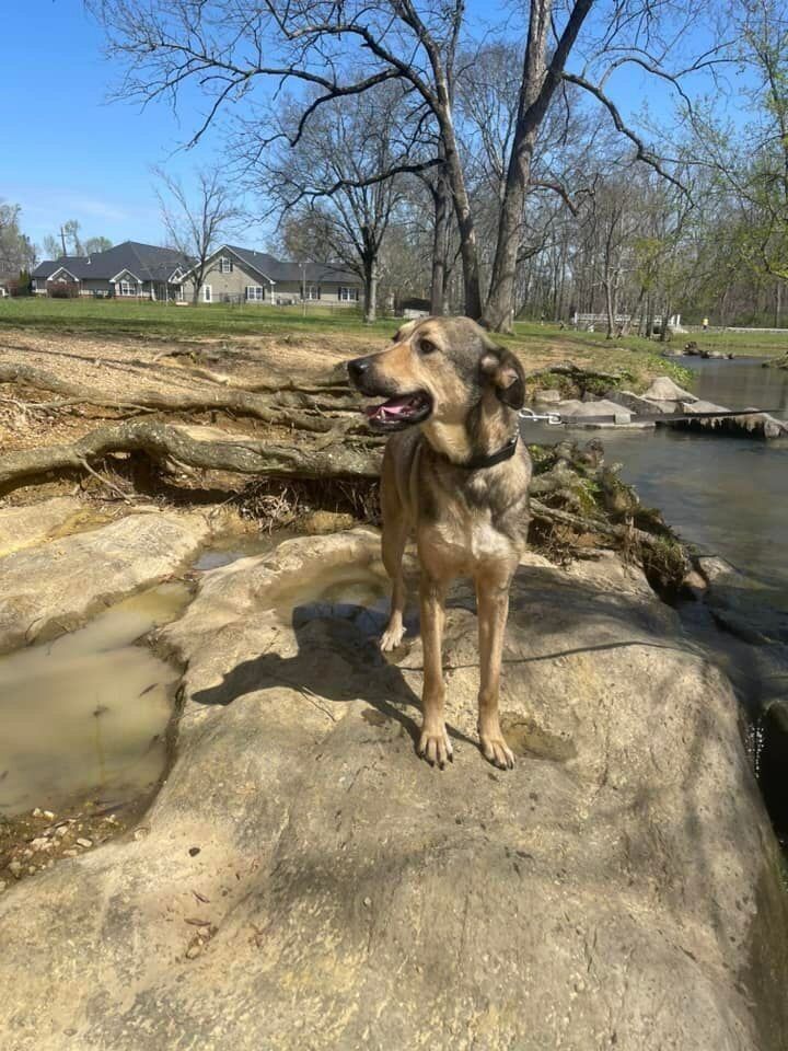 Enlarge Isabella, a Adoptable mixed breed in Chattanooga, TN image 7/7