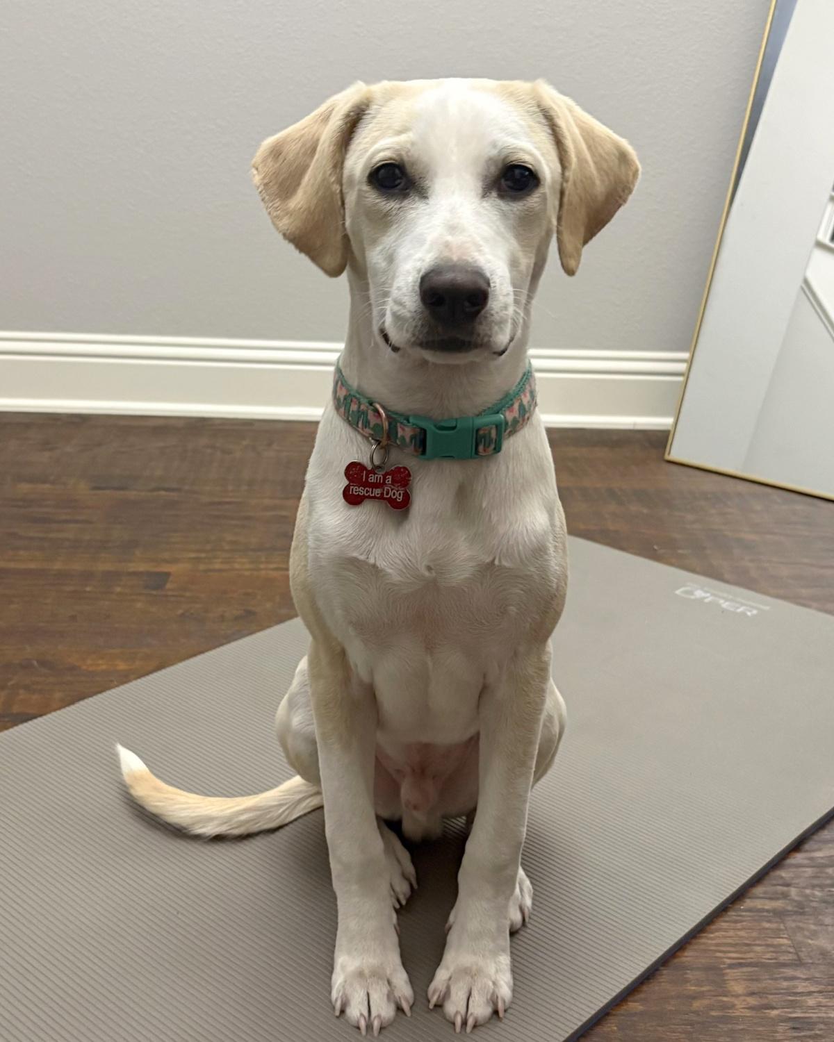 Enlarge Rex, an adopted mixed breed in Frisco, TX image 2/4