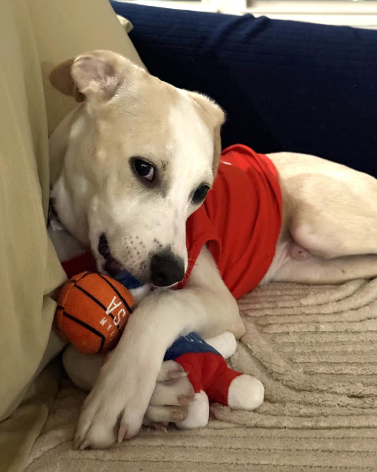 Enlarge Rex, an adopted mixed breed in Frisco, TX image 1/4