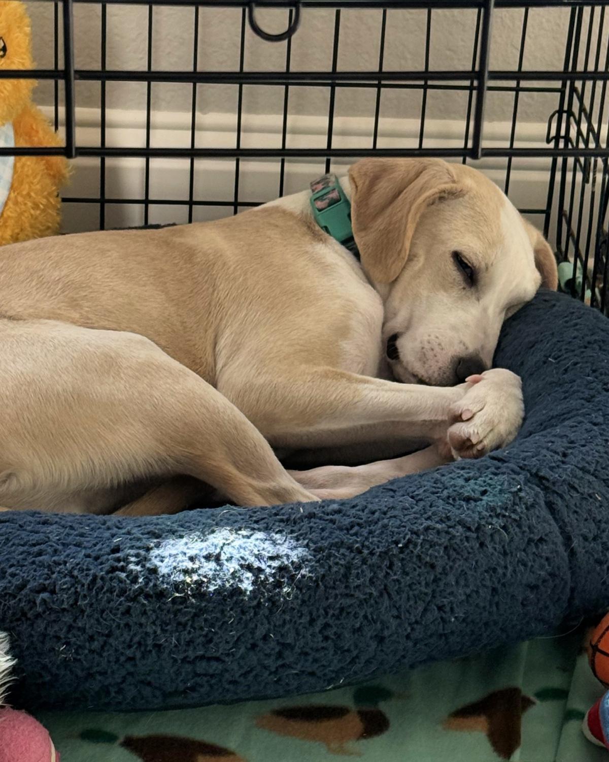 Enlarge Rex, an adopted mixed breed in Frisco, TX image 3/4