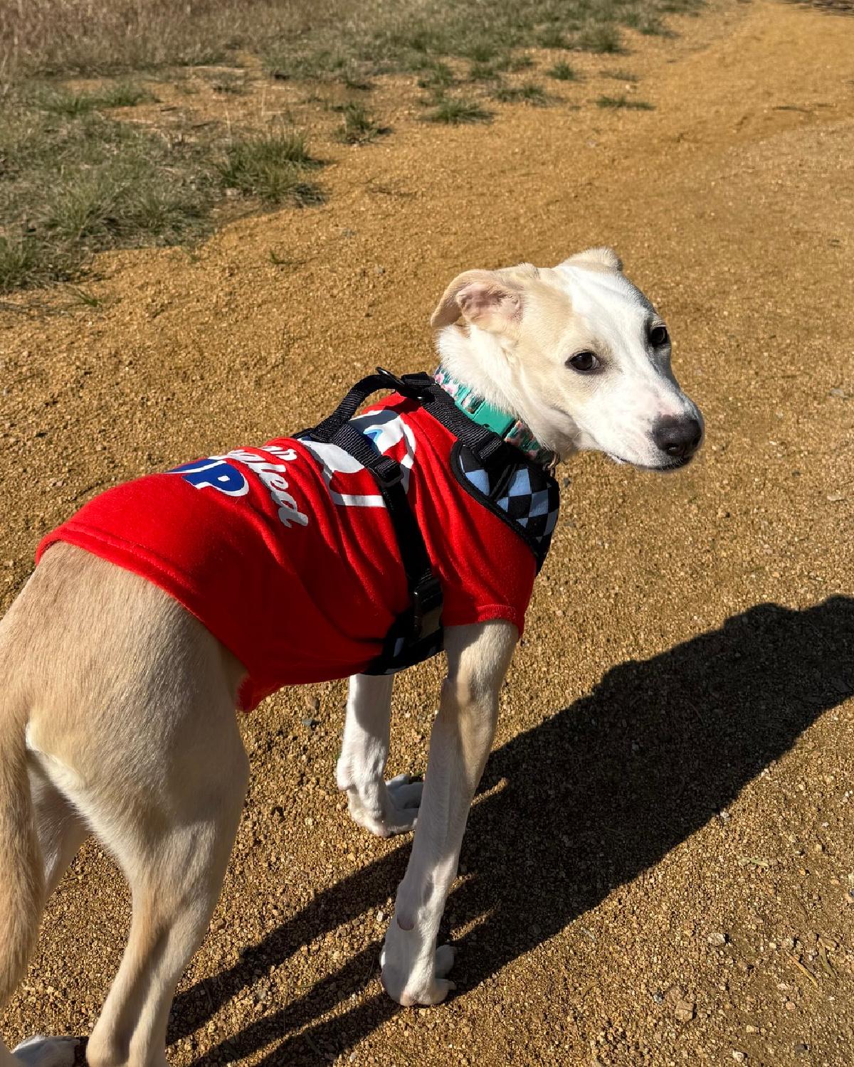 Enlarge Rex, an adopted mixed breed in Frisco, TX image 4/4
