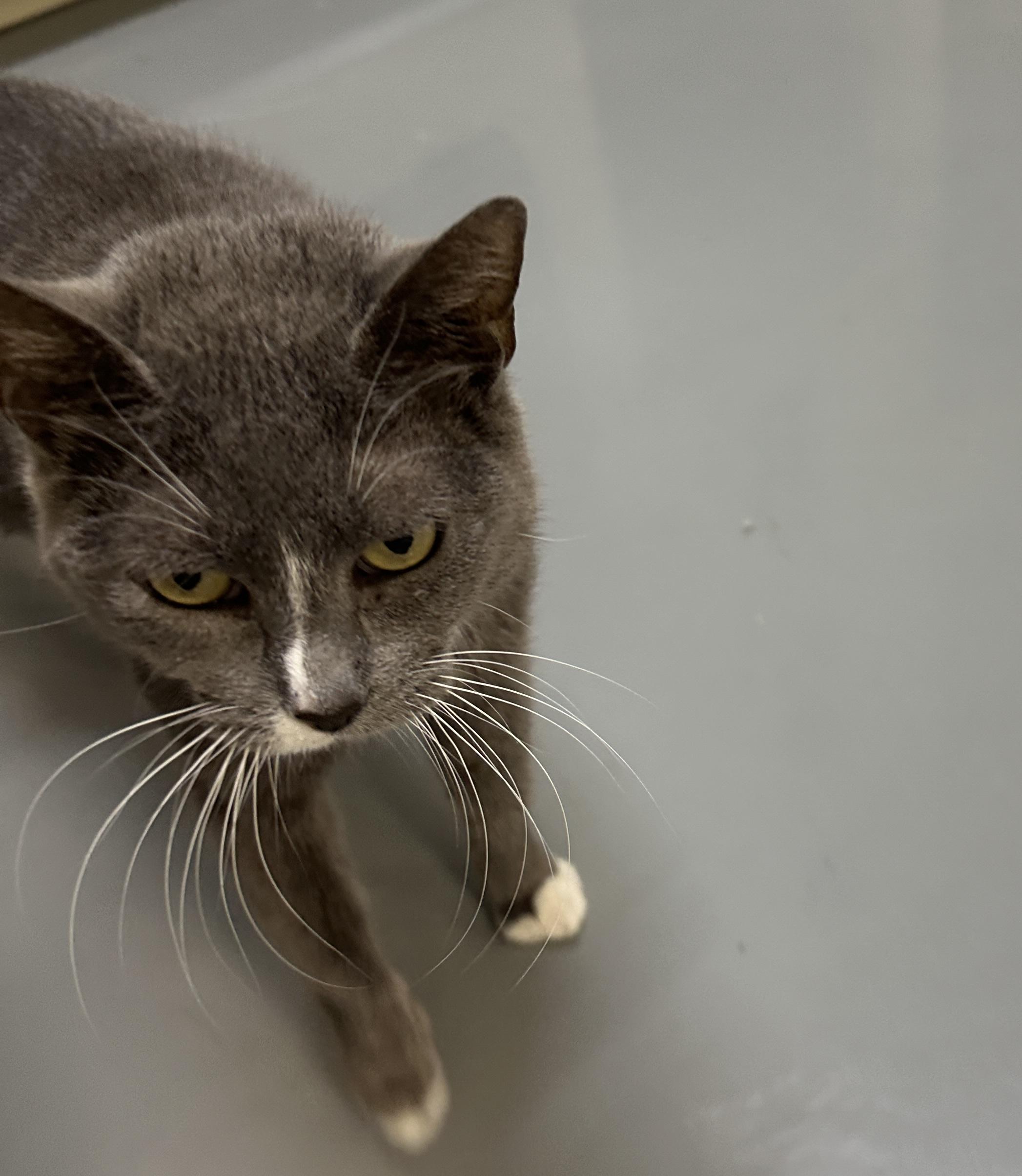 Gertrude, Adult Female Domestic Short Hair