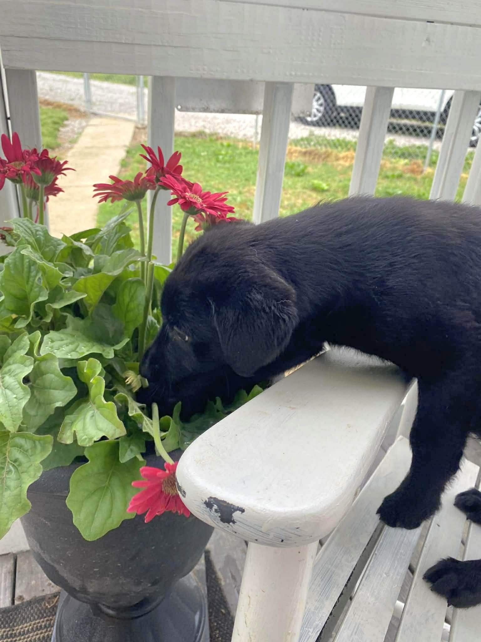 Jet, an adopted Black Labrador Retriever in Salamanca, NY image 6/6