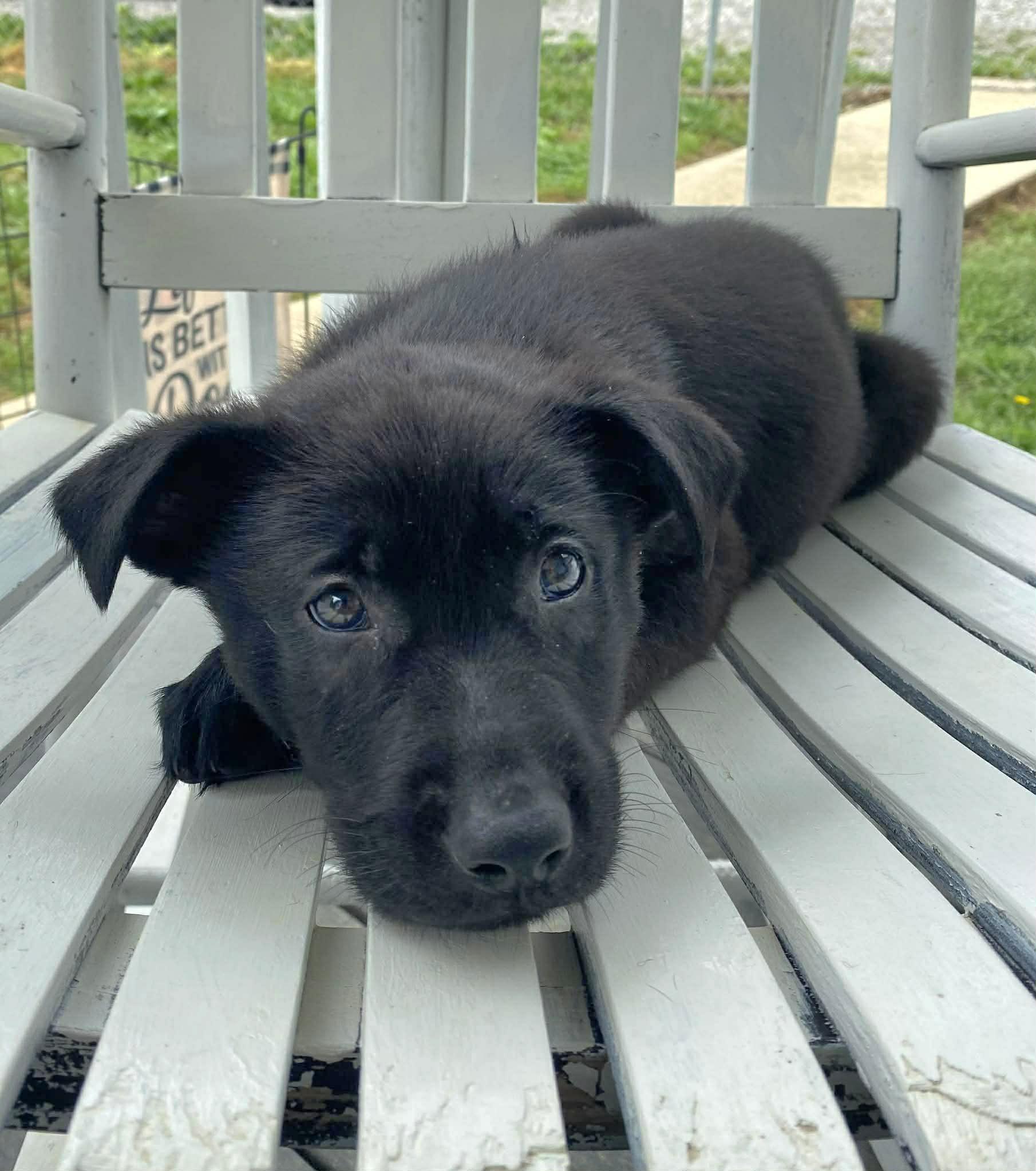 Jet, an adopted Black Labrador Retriever in Salamanca, NY image 5/6