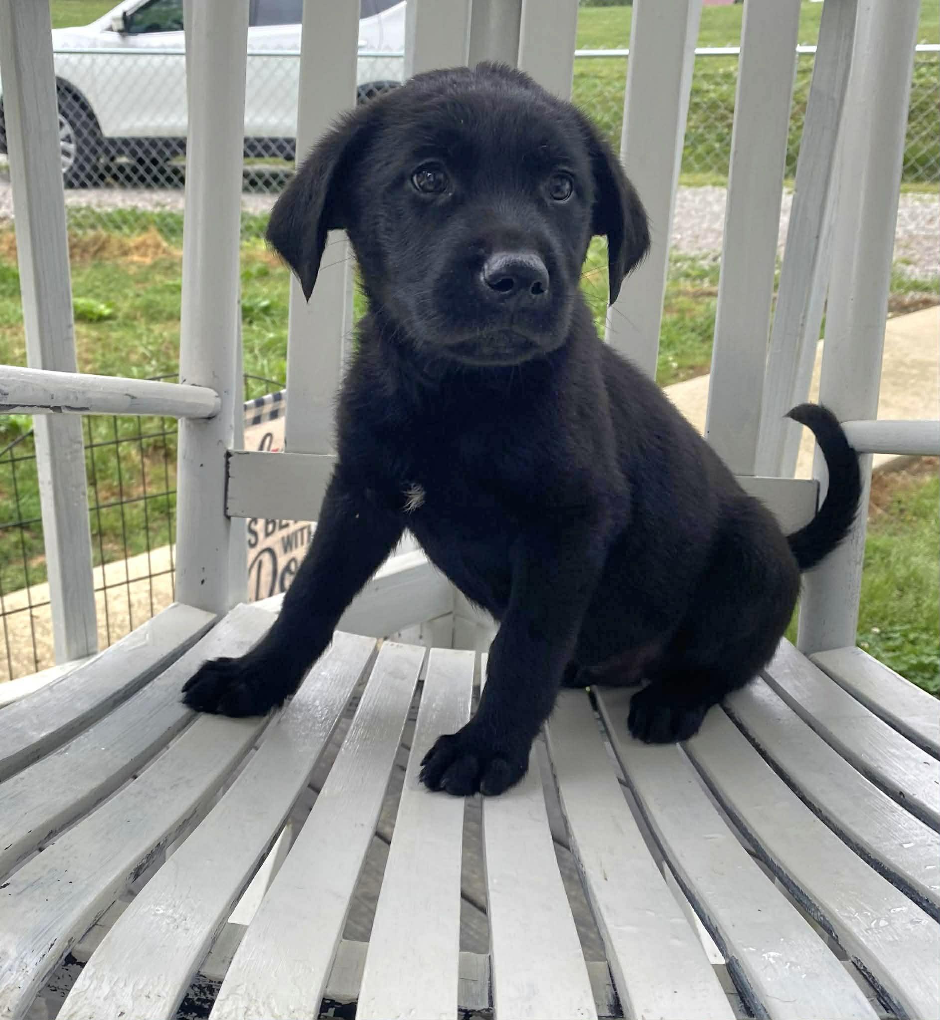 Jet, an adopted Black Labrador Retriever in Salamanca, NY image 2/6