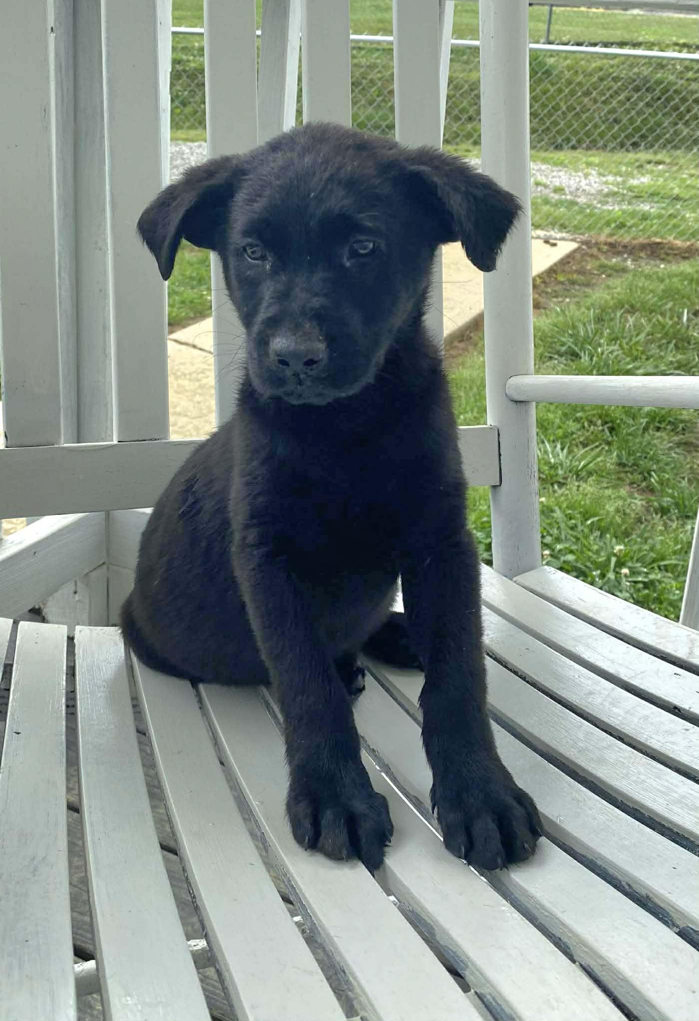 Jet, an adopted Black Labrador Retriever in Salamanca, NY image 4/6