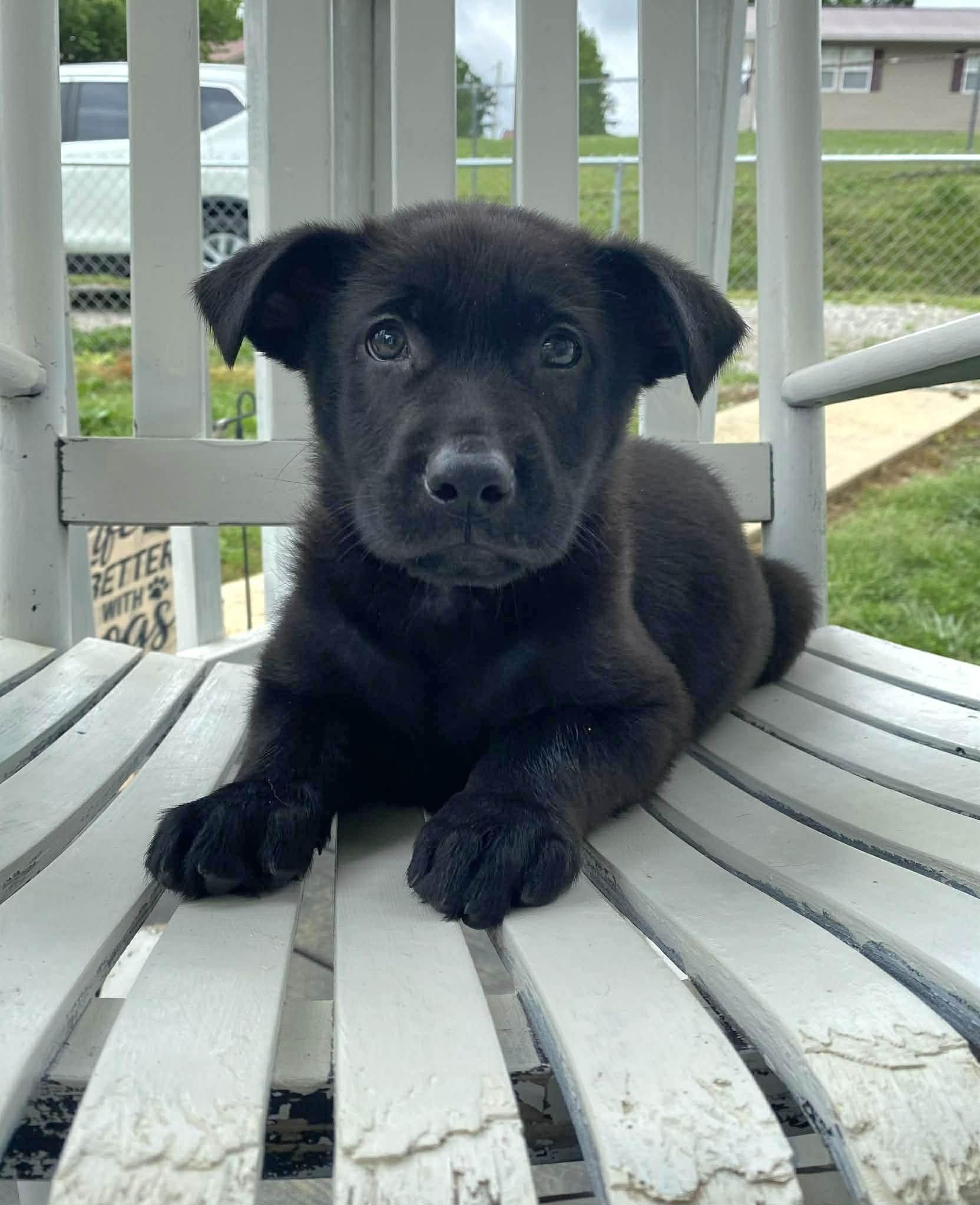 Jet, an adopted Black Labrador Retriever in Salamanca, NY image 3/6