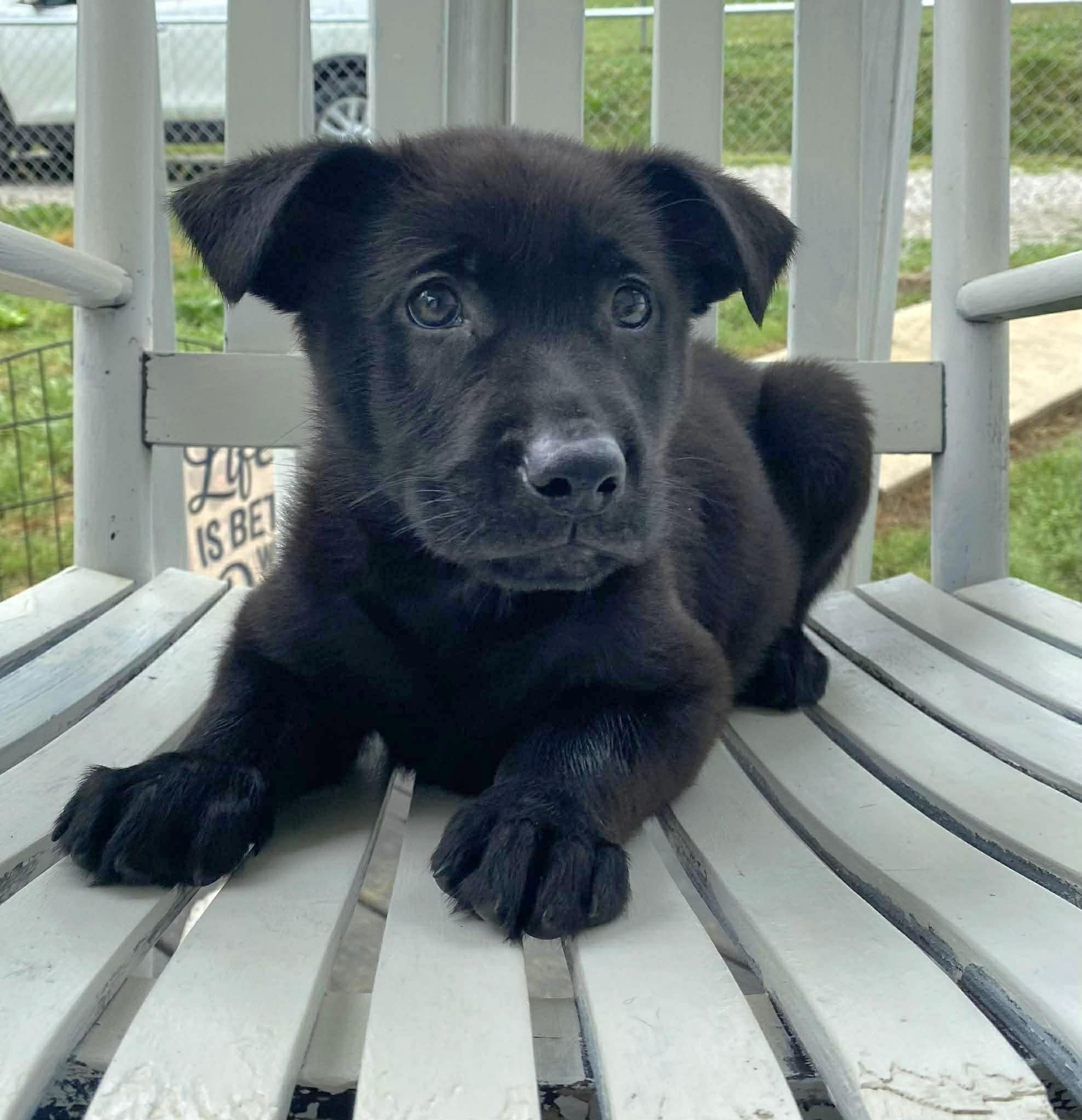 Jet, an adopted Black Labrador Retriever in Salamanca, NY image 1/6