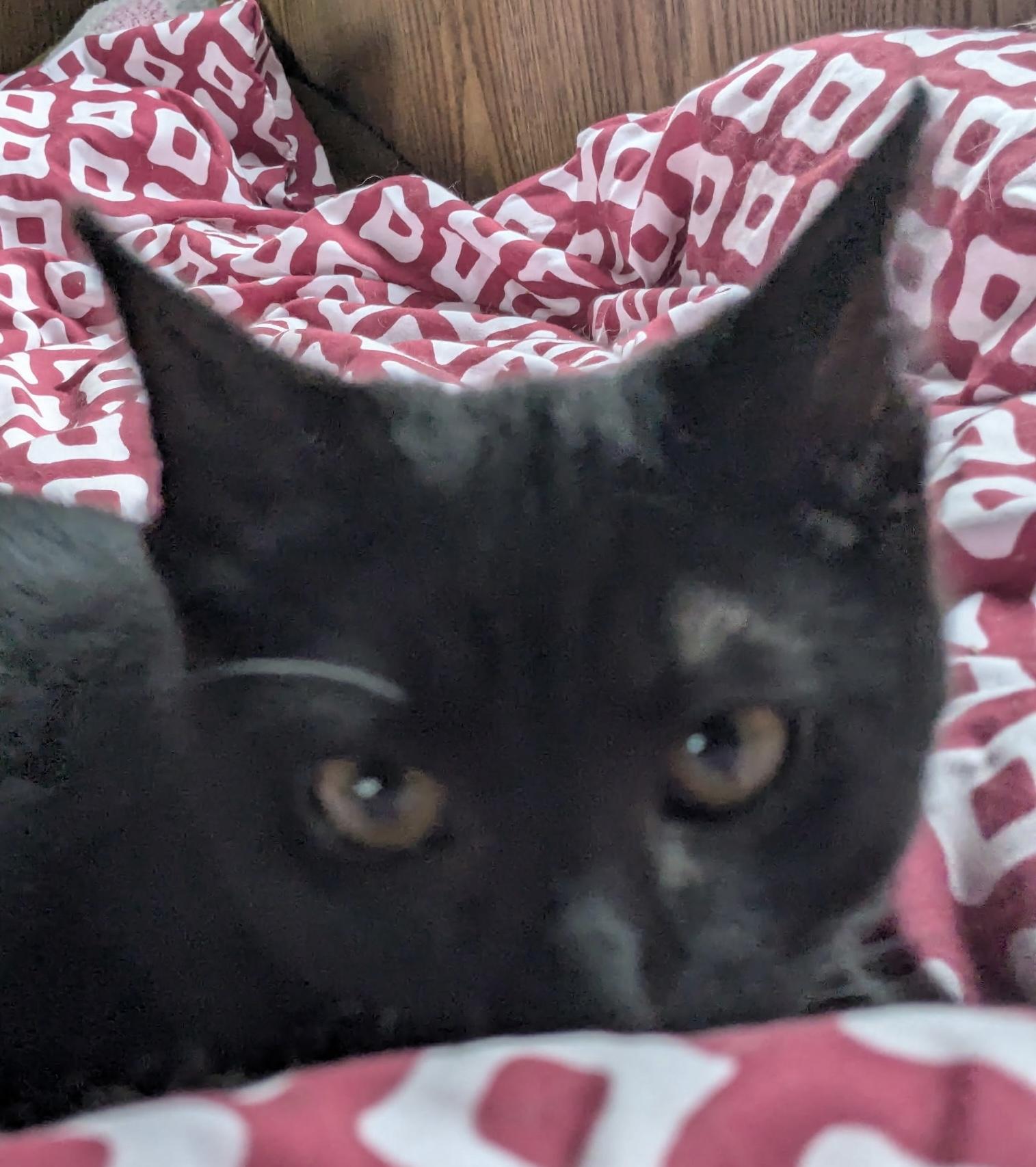 Victor, ADOPTABLE, Kitten Male Domestic Short Hair.