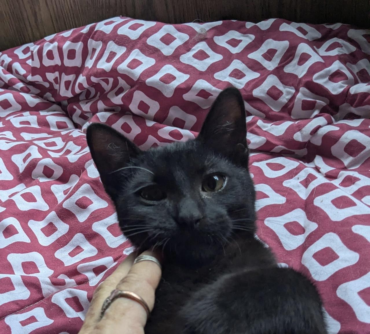 Victor, a ADOPTABLE Domestic Short Hair in Santa Monica, CA image 4/4